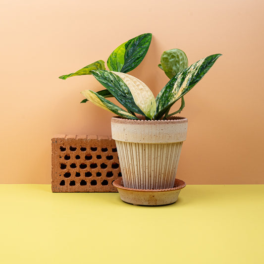 MONSTERA KARSTENIANUM VARIEGATA online bestellen bei potflourri