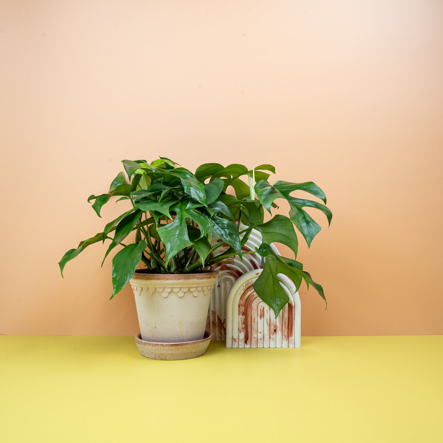 MONSTERA MINIMA