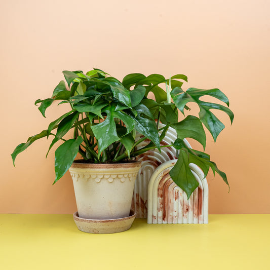 MONSTERA MINIMA