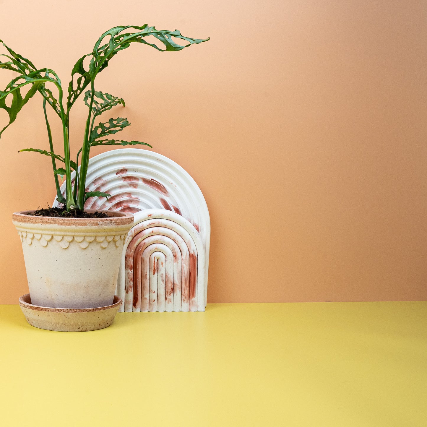 MONSTERA OBLIQUA PERU online bestellen bei potflourri