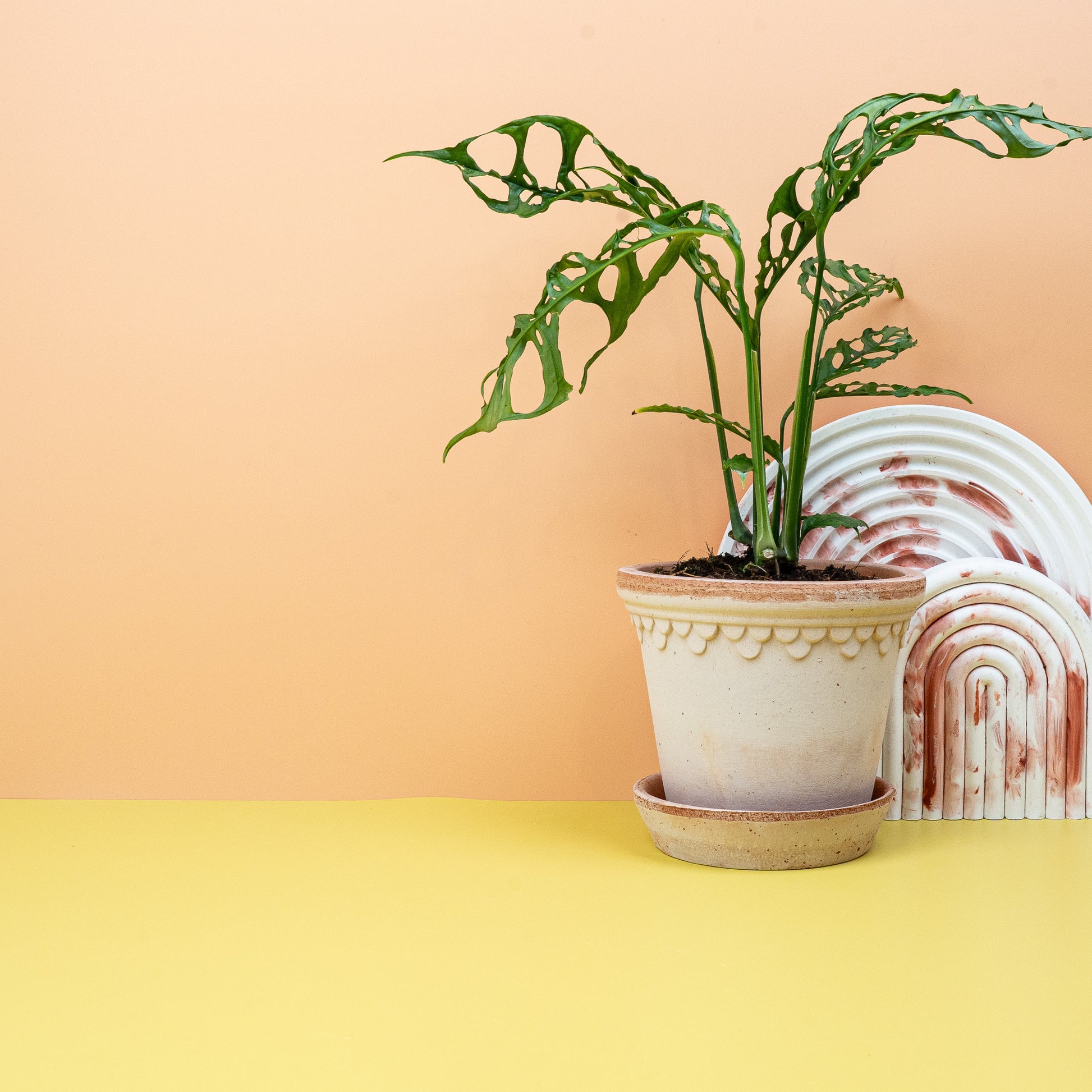 MONSTERA OBLIQUA PERU online bestellen bei potflourri