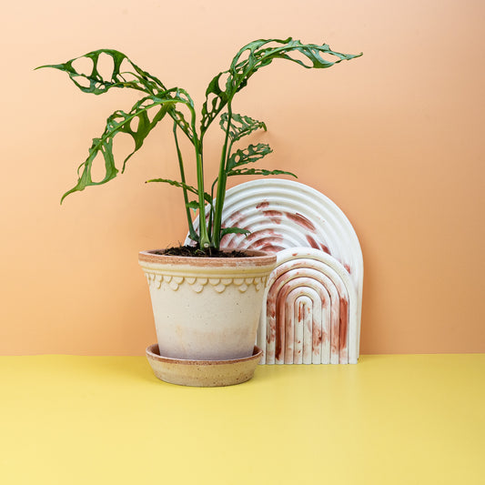 MONSTERA OBLIQUA PERU online bestellen bei potflourri