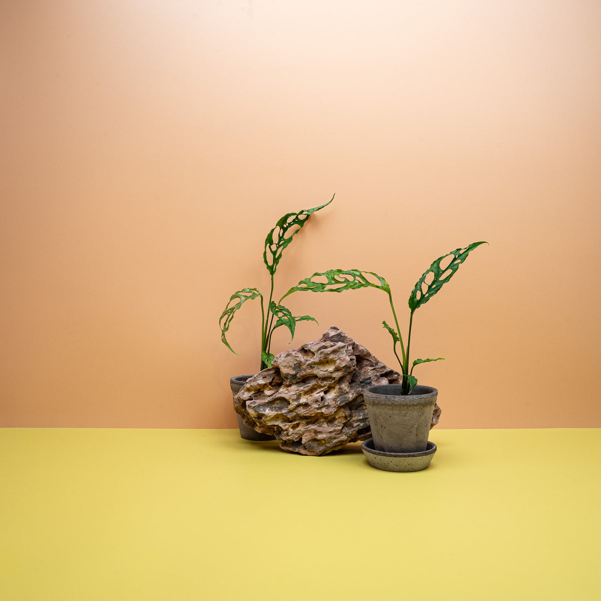 Monstera Obliqua Peru – hauchdünnes Blatt mit großen Löchern