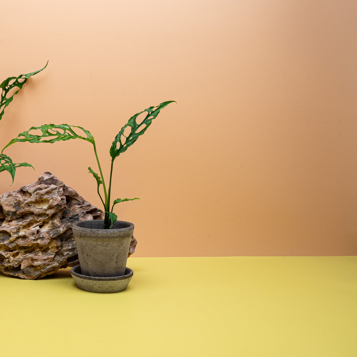Monstera Obliqua Peru, sehr hoher Fenestrationsanteil