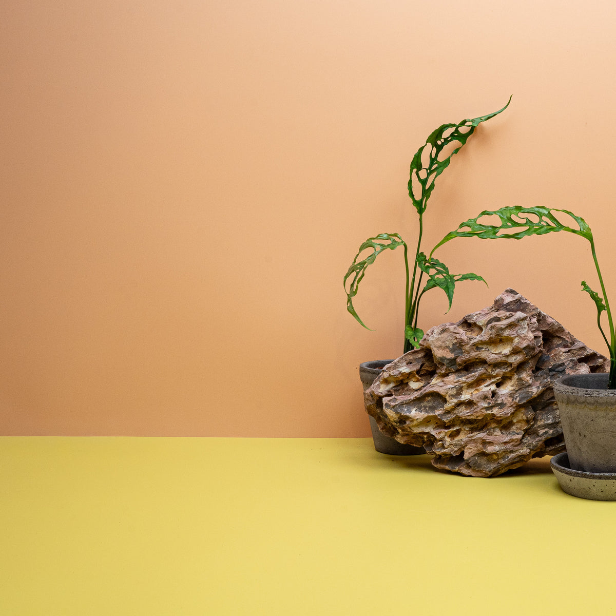 Monstera Obliqua Peru – filigraner Kletterwuchs im Kulturtopf
