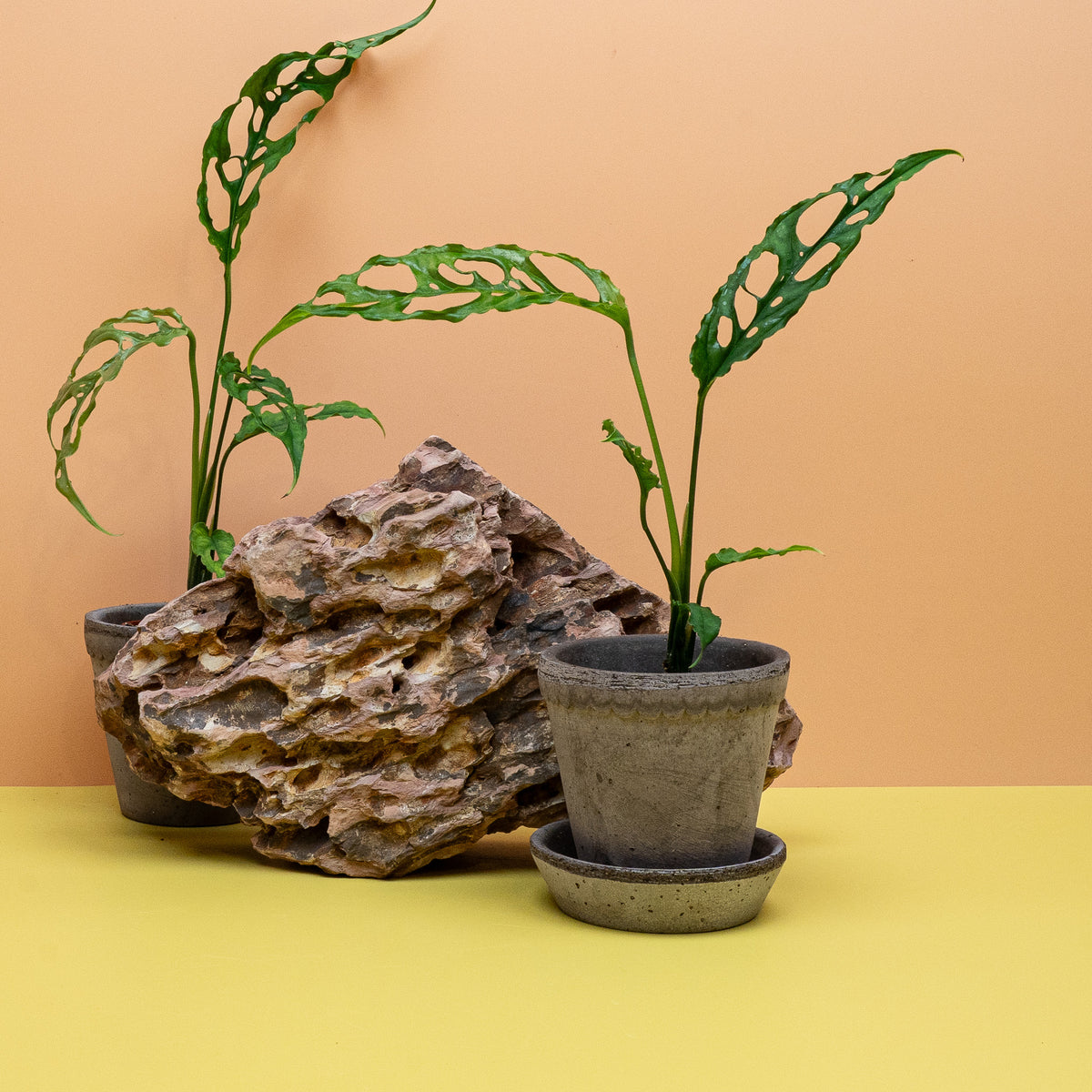 Monstera Obliqua Peru als seltene Sammlerpflanze – potflourri