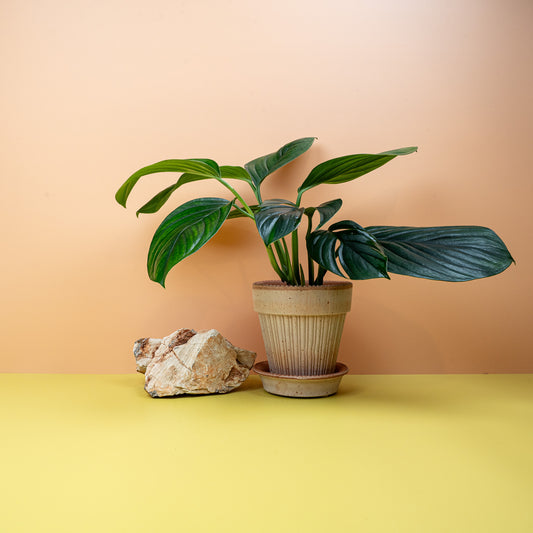 MONSTERA PINNATIPARTITA DARK online bestellen bei potflourri