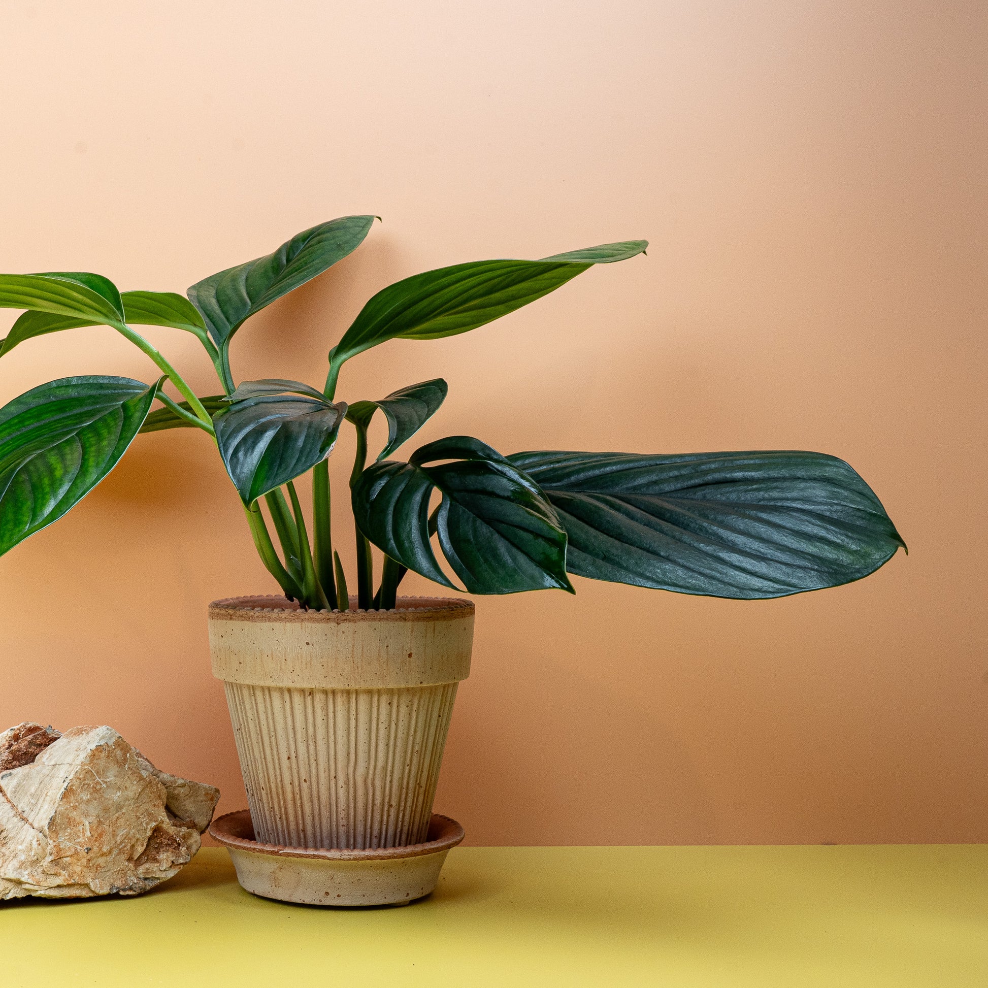 MONSTERA PINNATIPARTITA DARK online bestellen bei potflourri