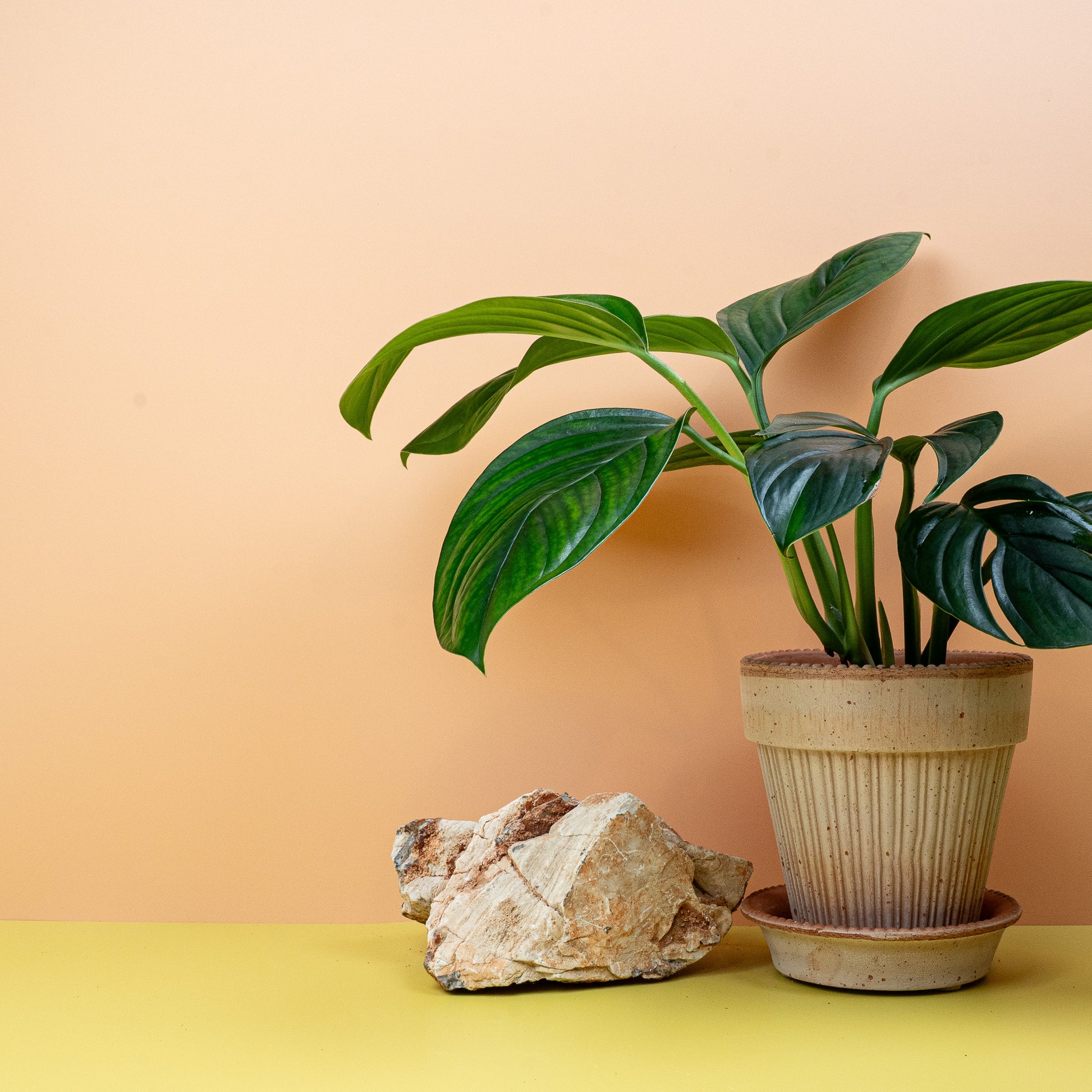MONSTERA PINNATIPARTITA DARK online bestellen bei potflourri
