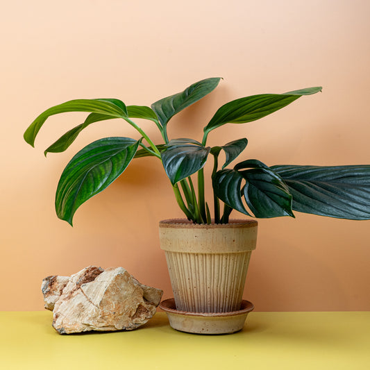 MONSTERA PINNATIPARTITA DARK online bestellen bei potflourri