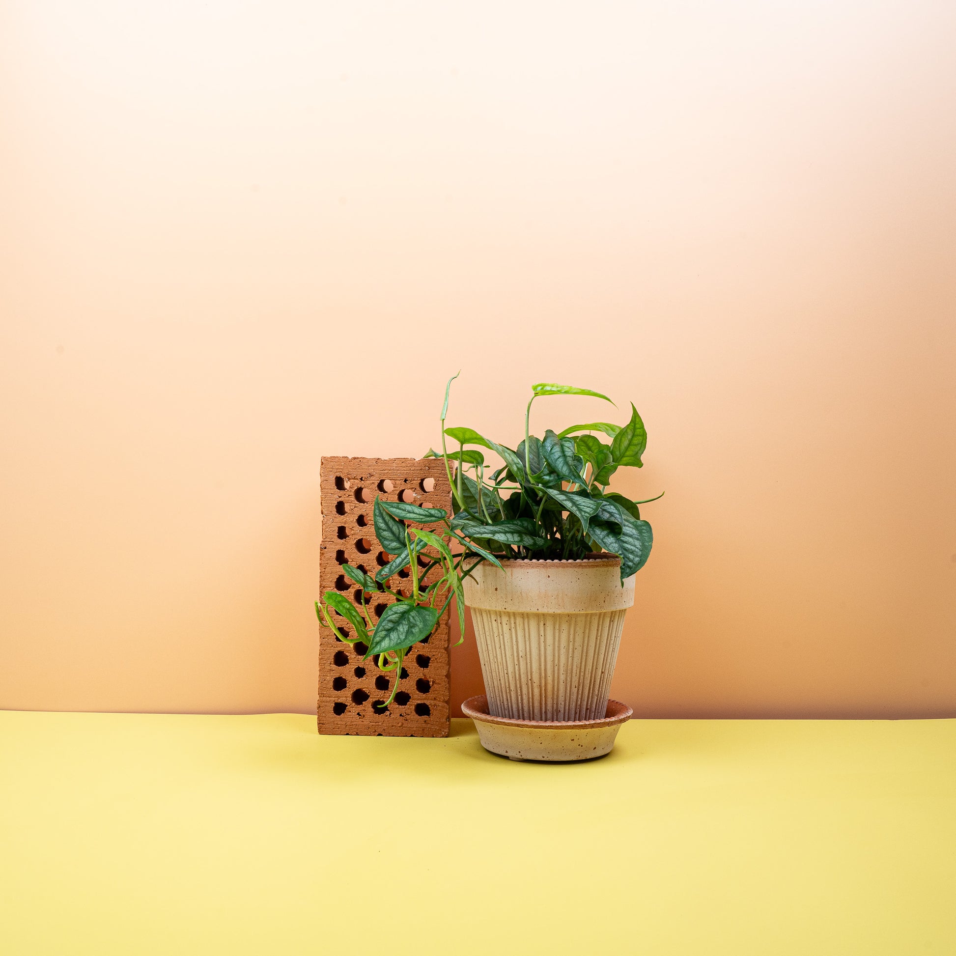 MONSTERA SILTEPECANA online bestellen bei potflourri