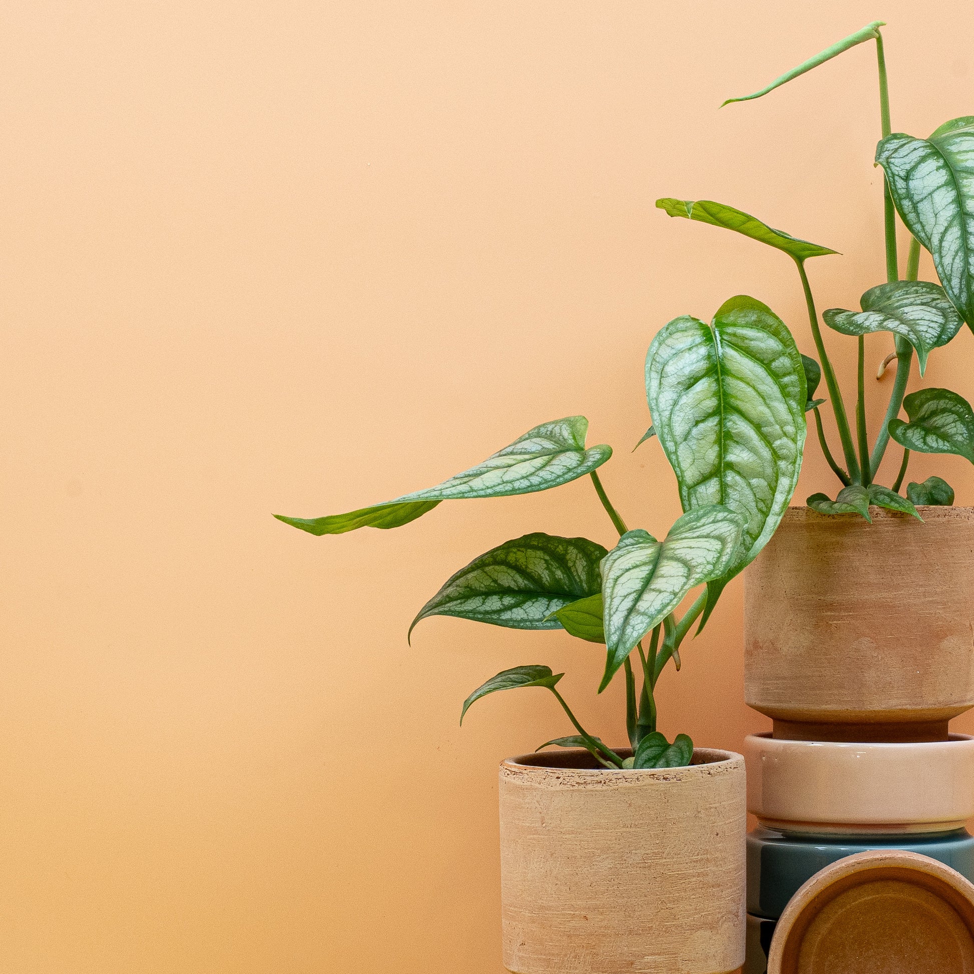 MONSTERA SILTEPECANA online bestellen bei potflourri