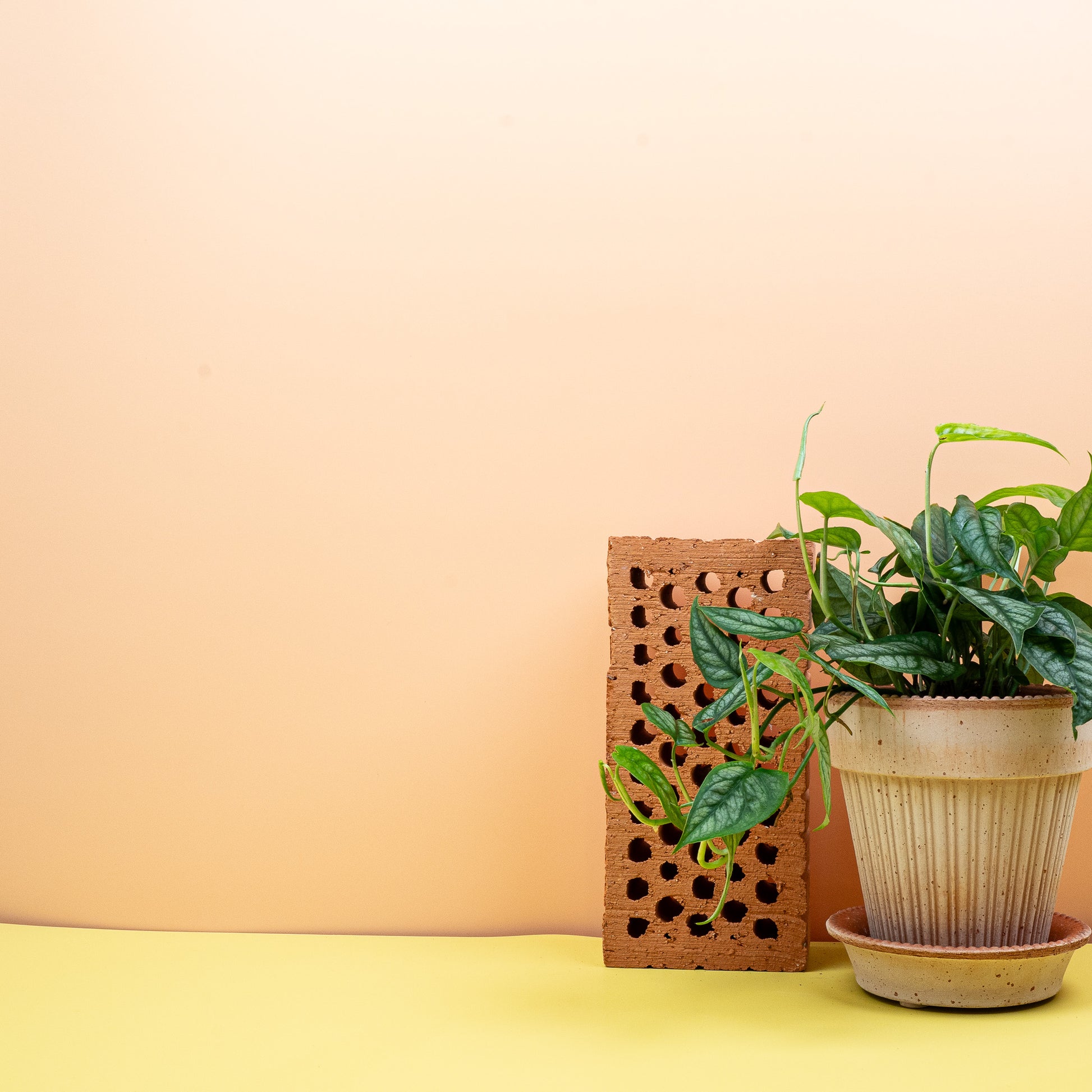 MONSTERA SILTEPECANA online bestellen bei potflourri