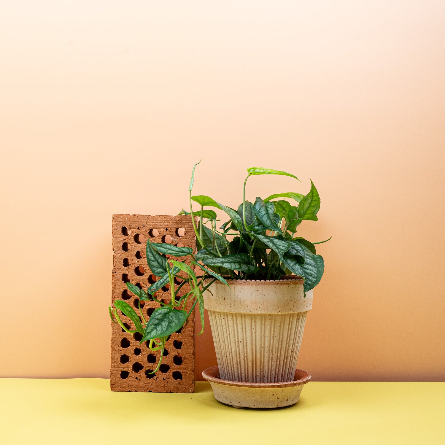 Monstera – detailreiche Aufnahme beim Gießen, mit Tropfen auf den großen Blättern
