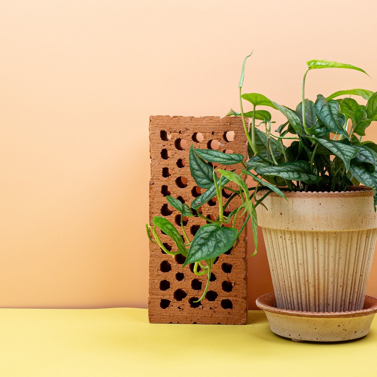 MONSTERA SILTEPECANA online bestellen bei potflourri