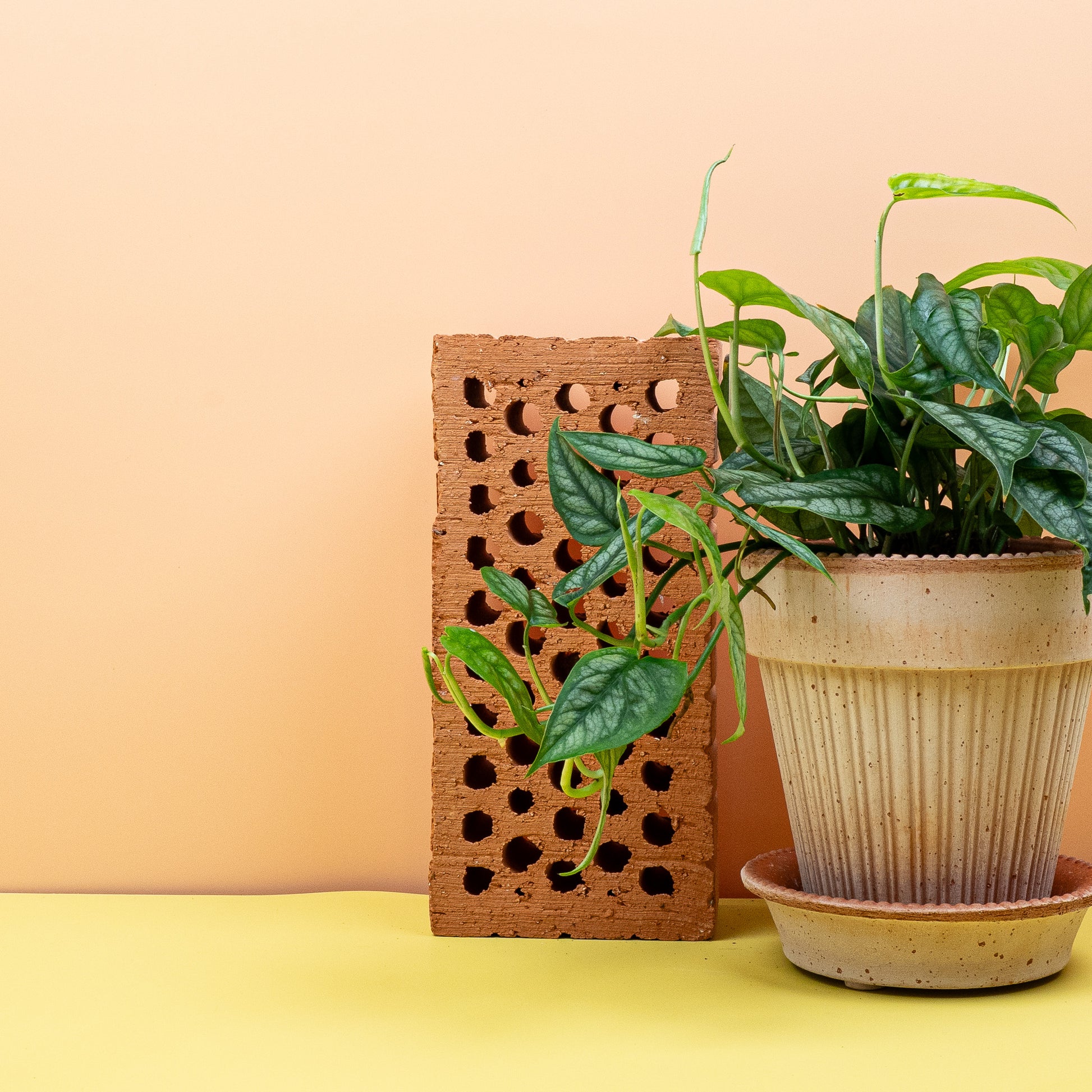 MONSTERA SILTEPECANA online bestellen bei potflourri
