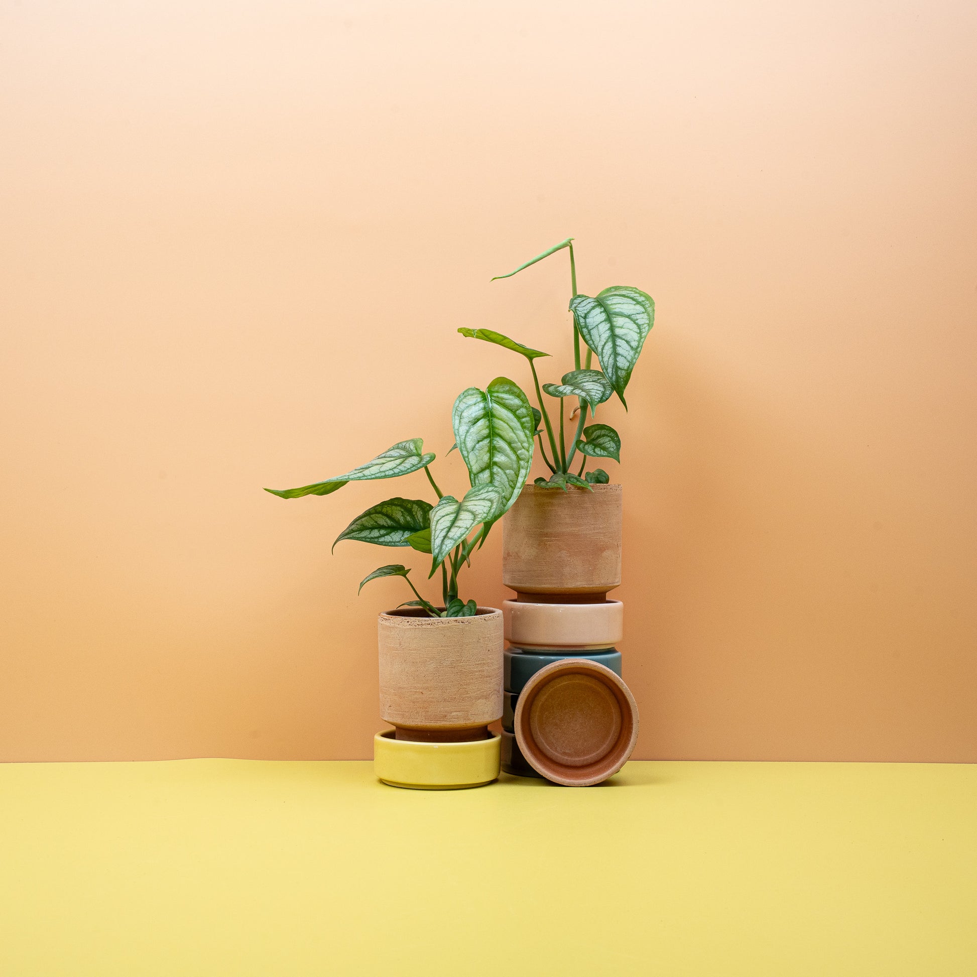 MONSTERA SILTEPECANA online bestellen bei potflourri