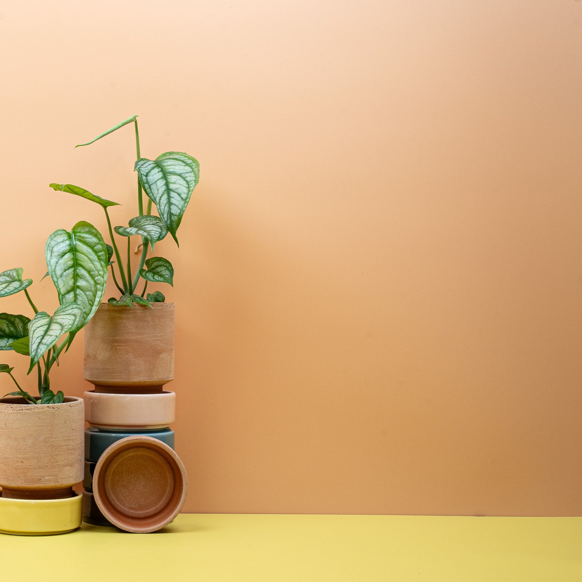 MONSTERA SILTEPECANA online bestellen bei potflourri