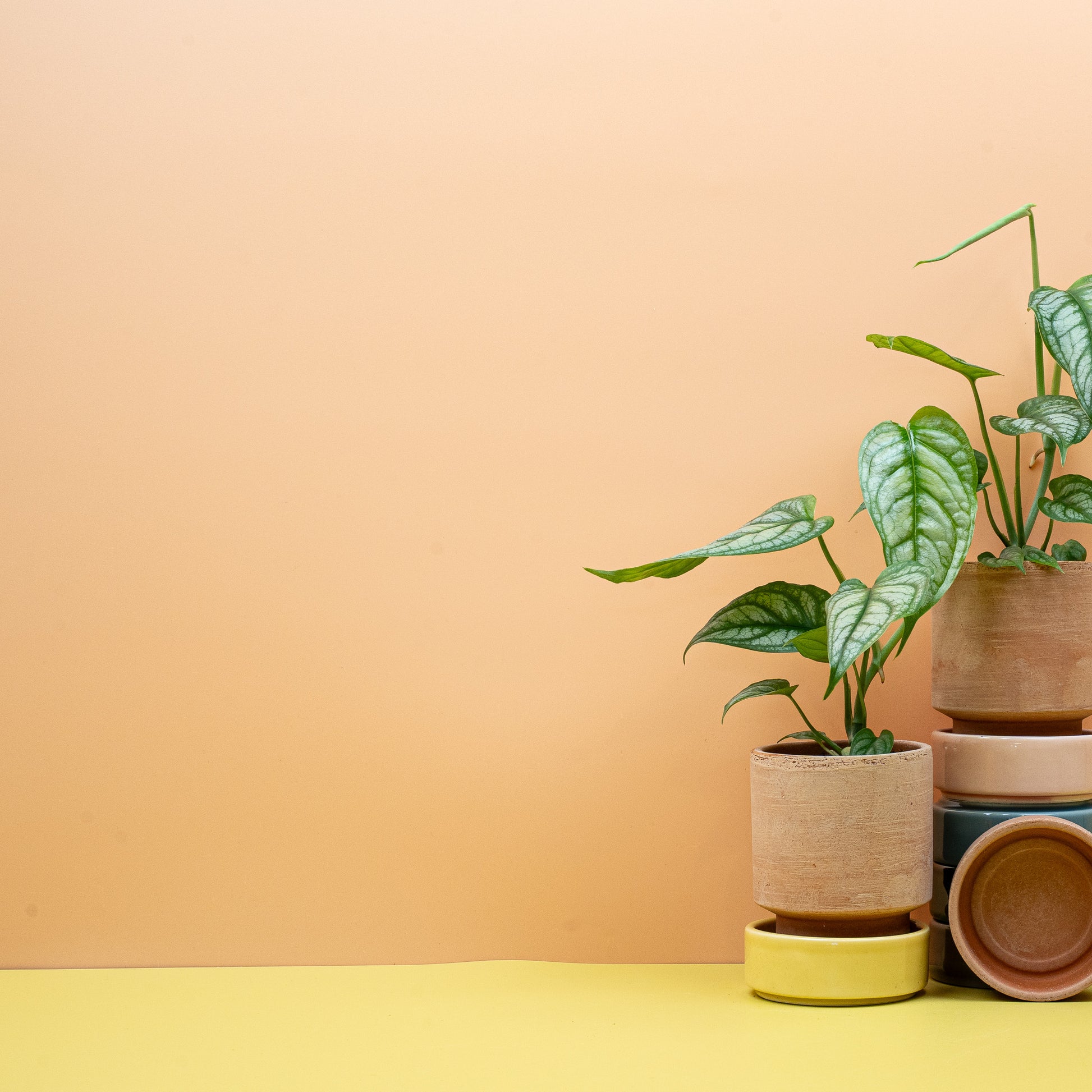 MONSTERA SILTEPECANA online bestellen bei potflourri