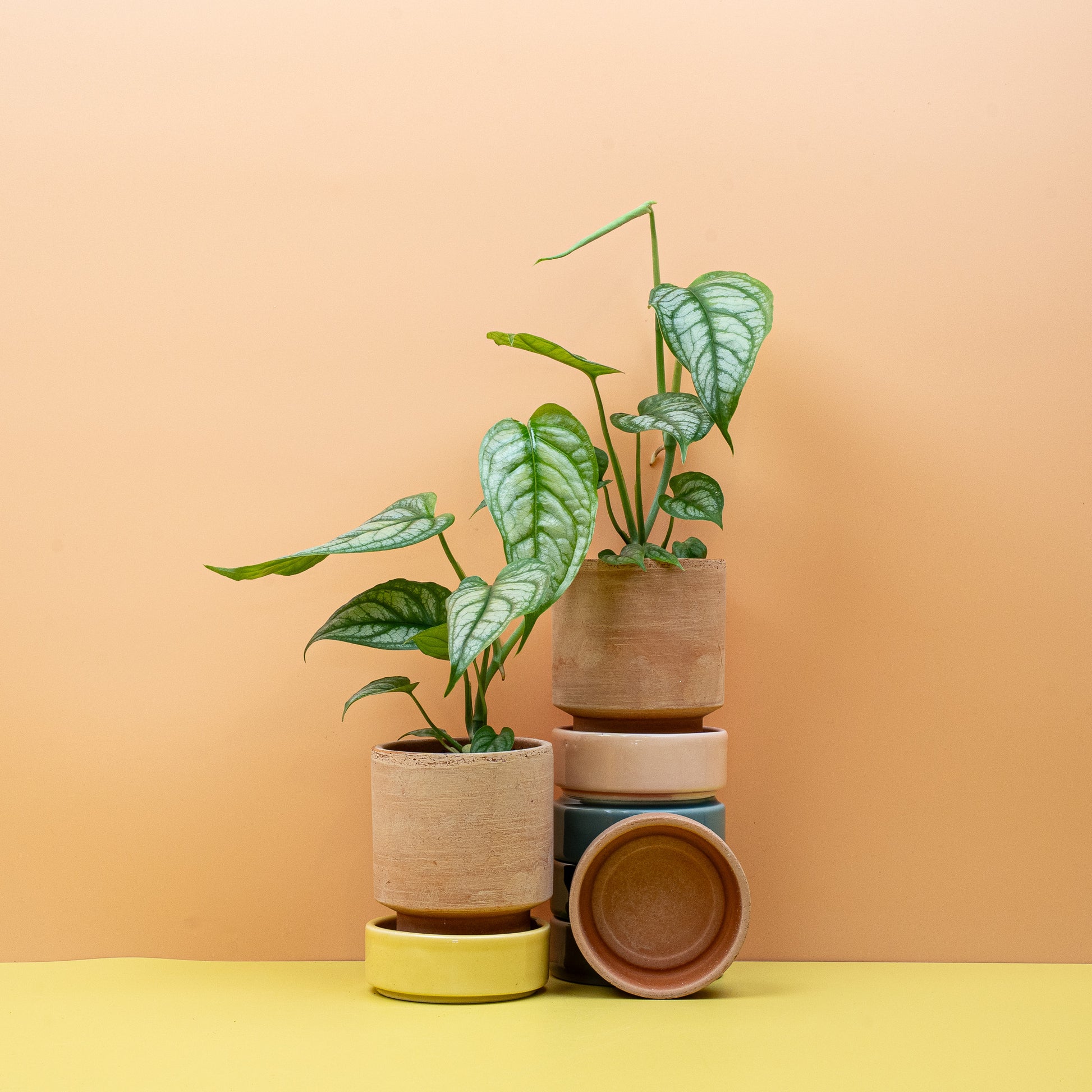 MONSTERA SILTEPECANA online bestellen bei potflourri