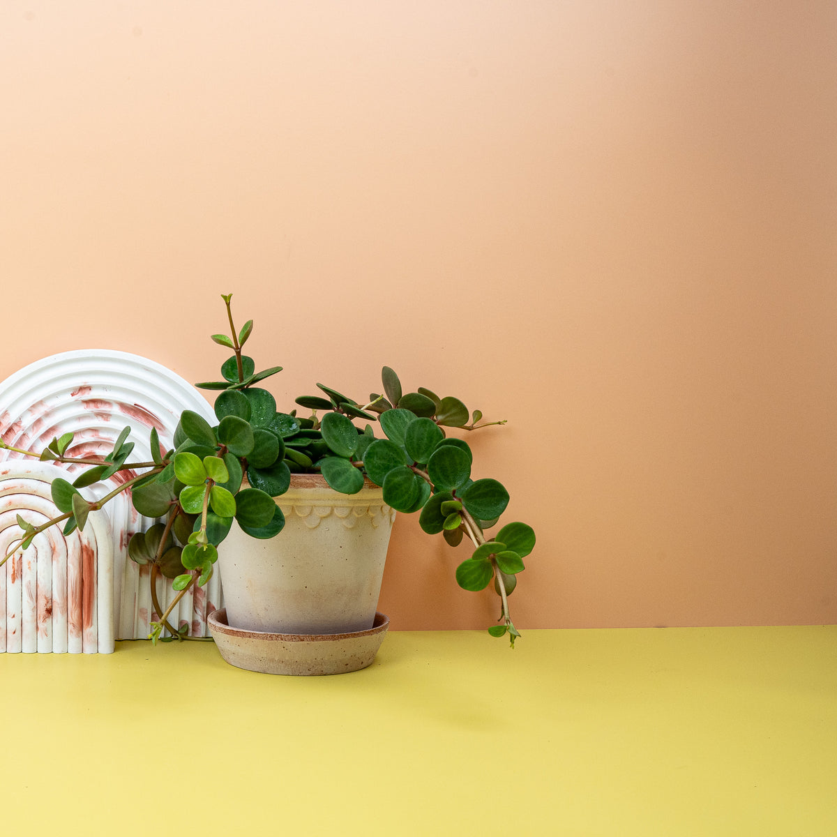 Peperomia Hope mit runden, fleischigen Blättern – potflourri