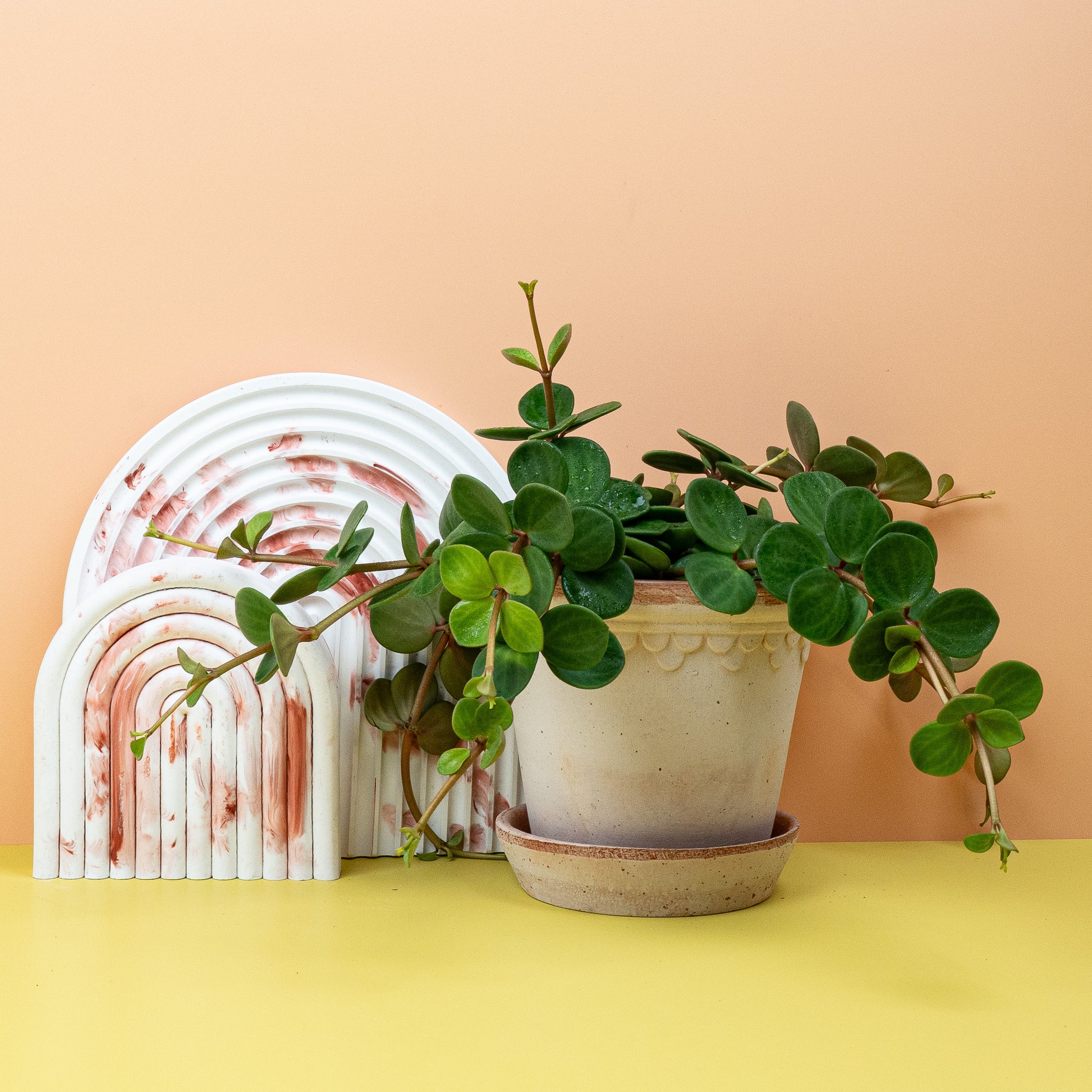 PEPEROMIA HOPE online bestellen bei potflourri