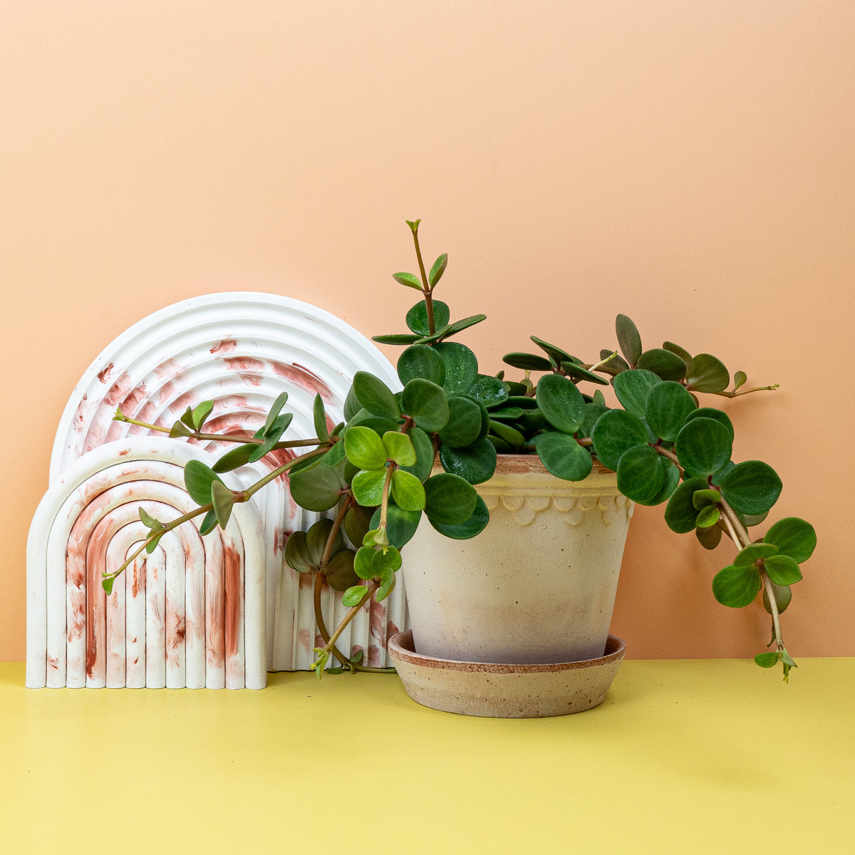 Peperomia - Peperomia im Topf mit gesundem Blattwerk