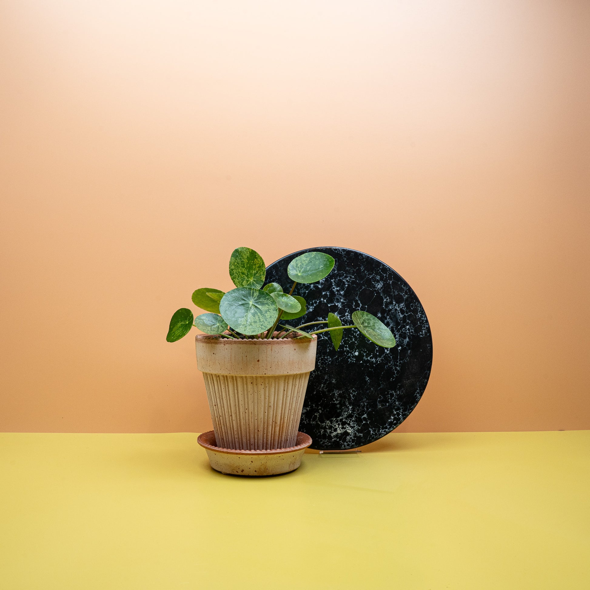 PEPEROMIA PILEA MOJITO online bestellen bei potflourri