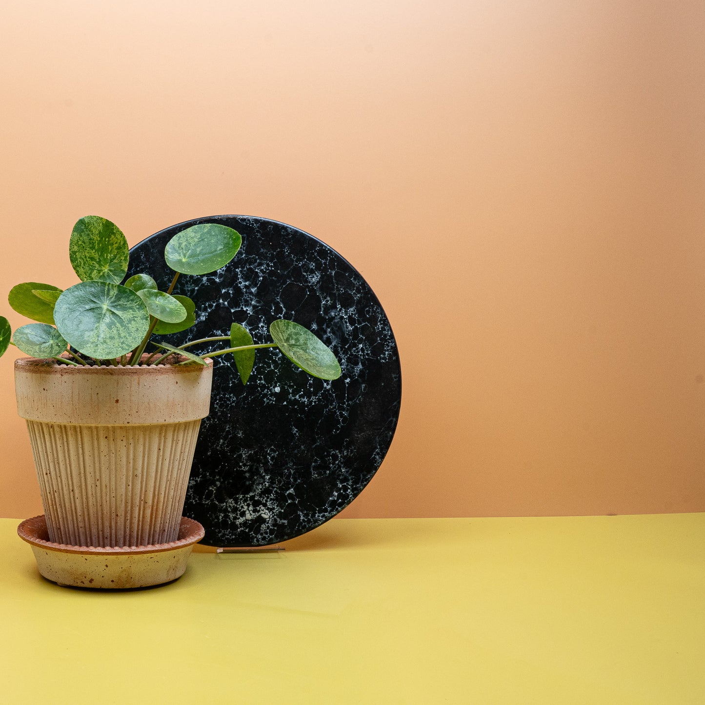PEPEROMIA PILEA MOJITO online bestellen bei potflourri