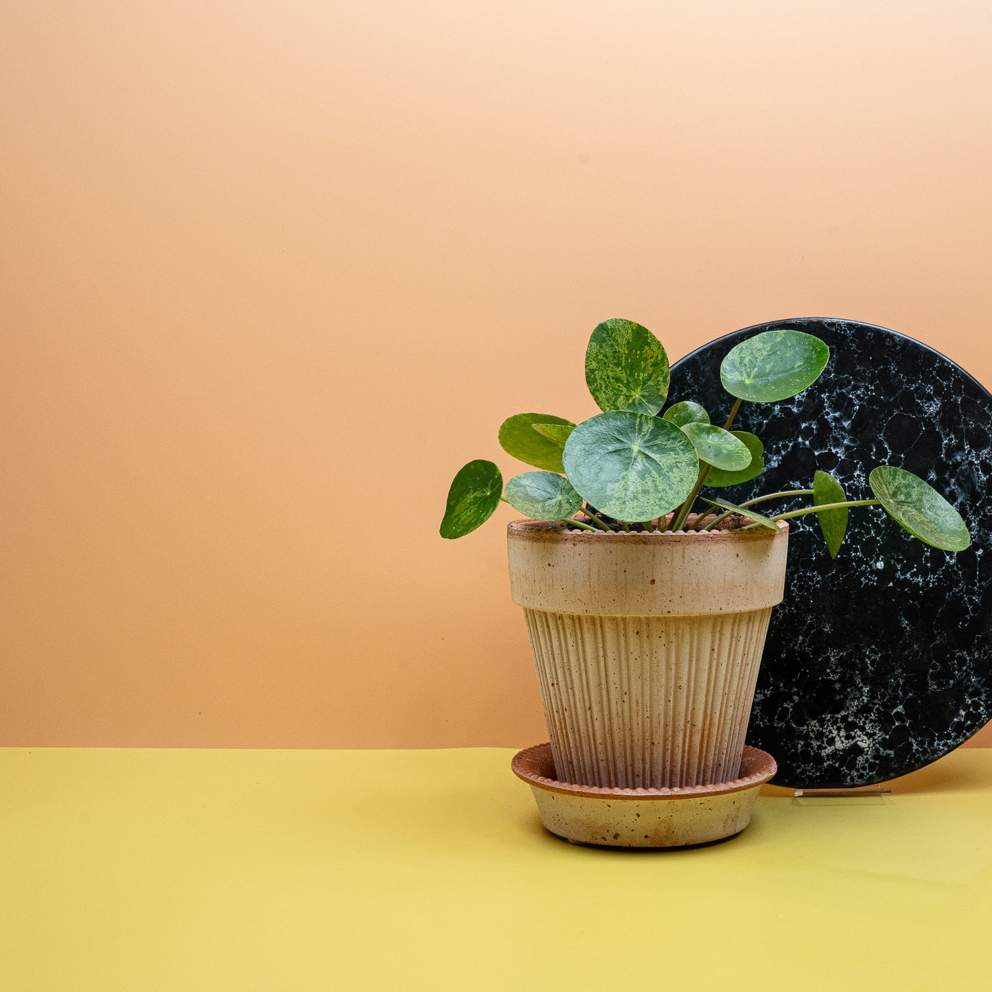 PEPEROMIA PILEA MOJITO online bestellen bei potflourri