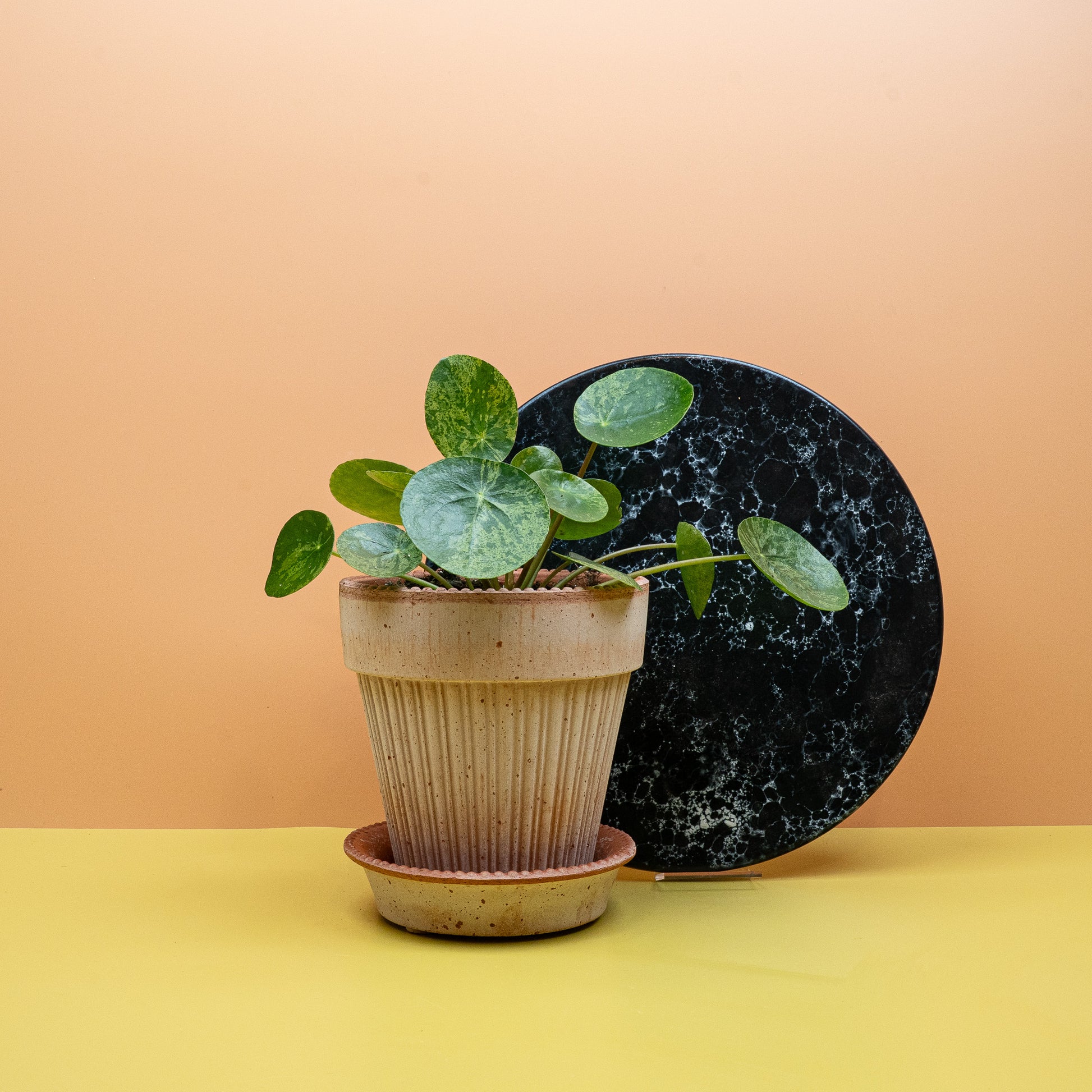 PEPEROMIA PILEA MOJITO online bestellen bei potflourri