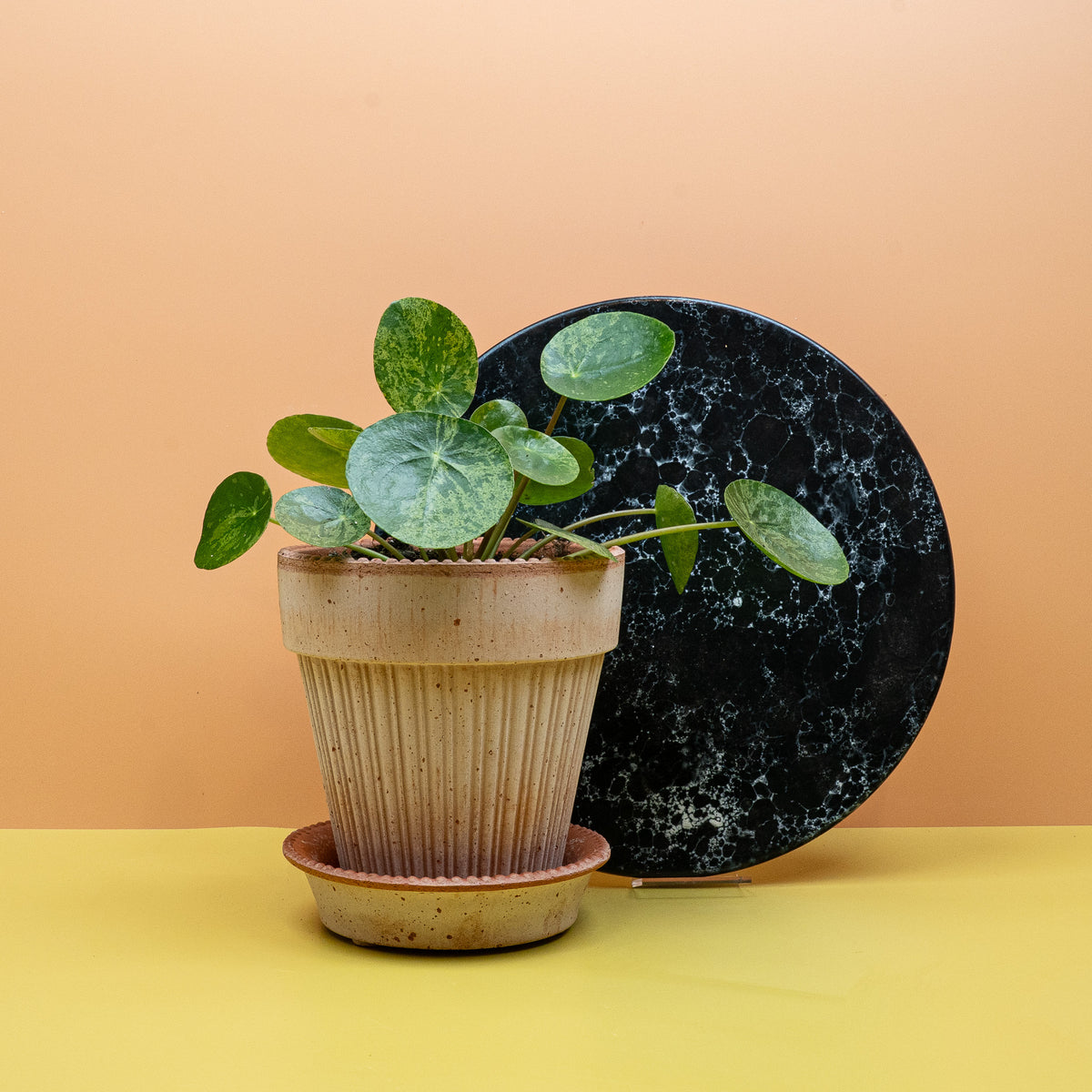 Peperomia Pilea Mojito mit gesprenkelten Blättern – potflourri