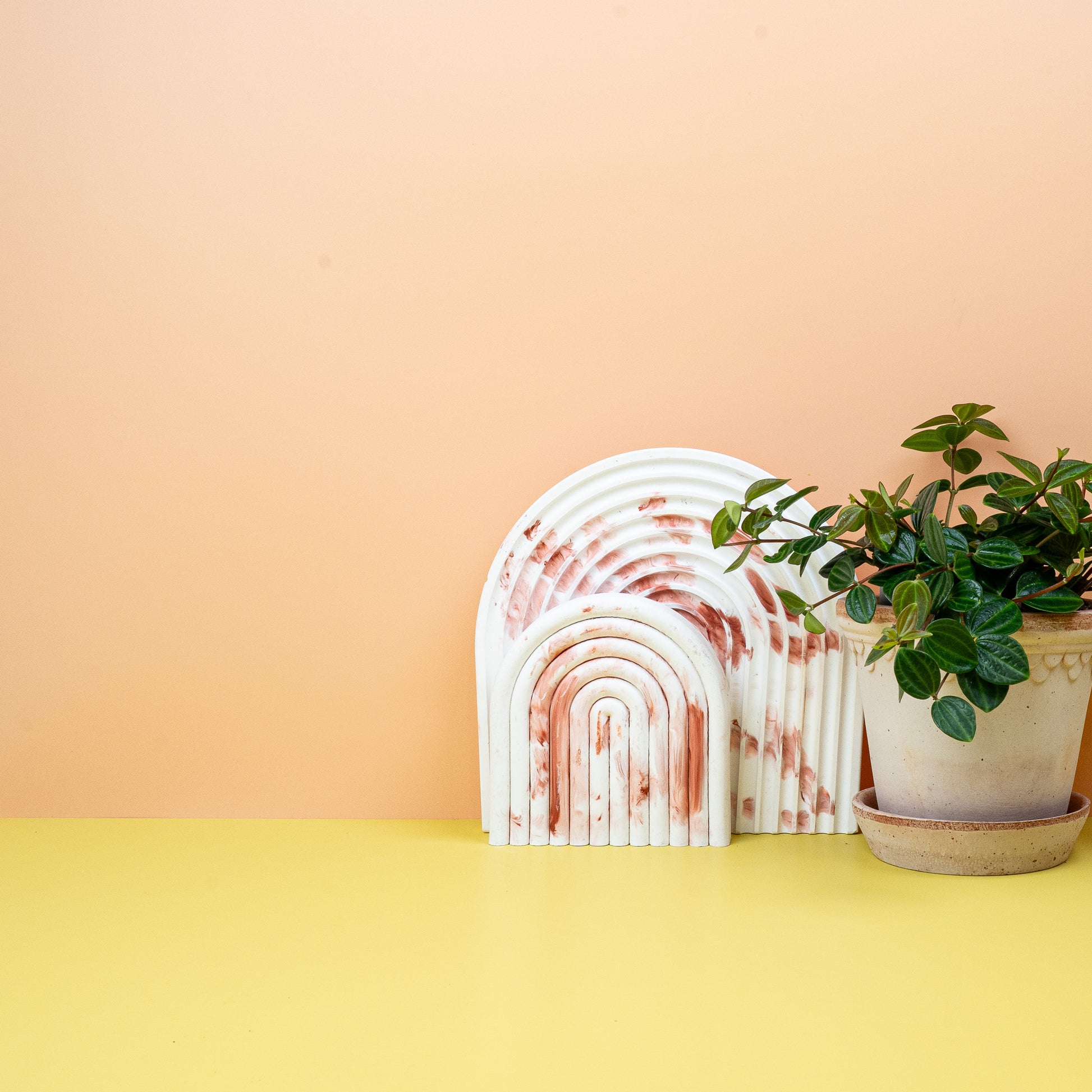 PEPEROMIA ROCCA SCURO online bestellen bei potflourri
