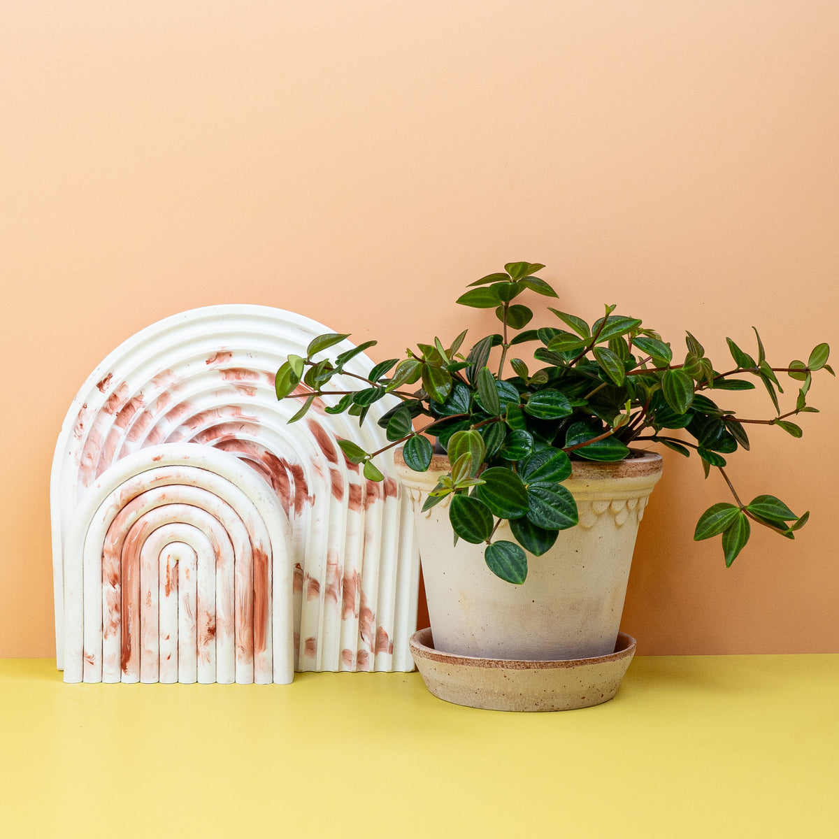 Peperomia - Peperomia auf heller Fensterbank im Wohnraum