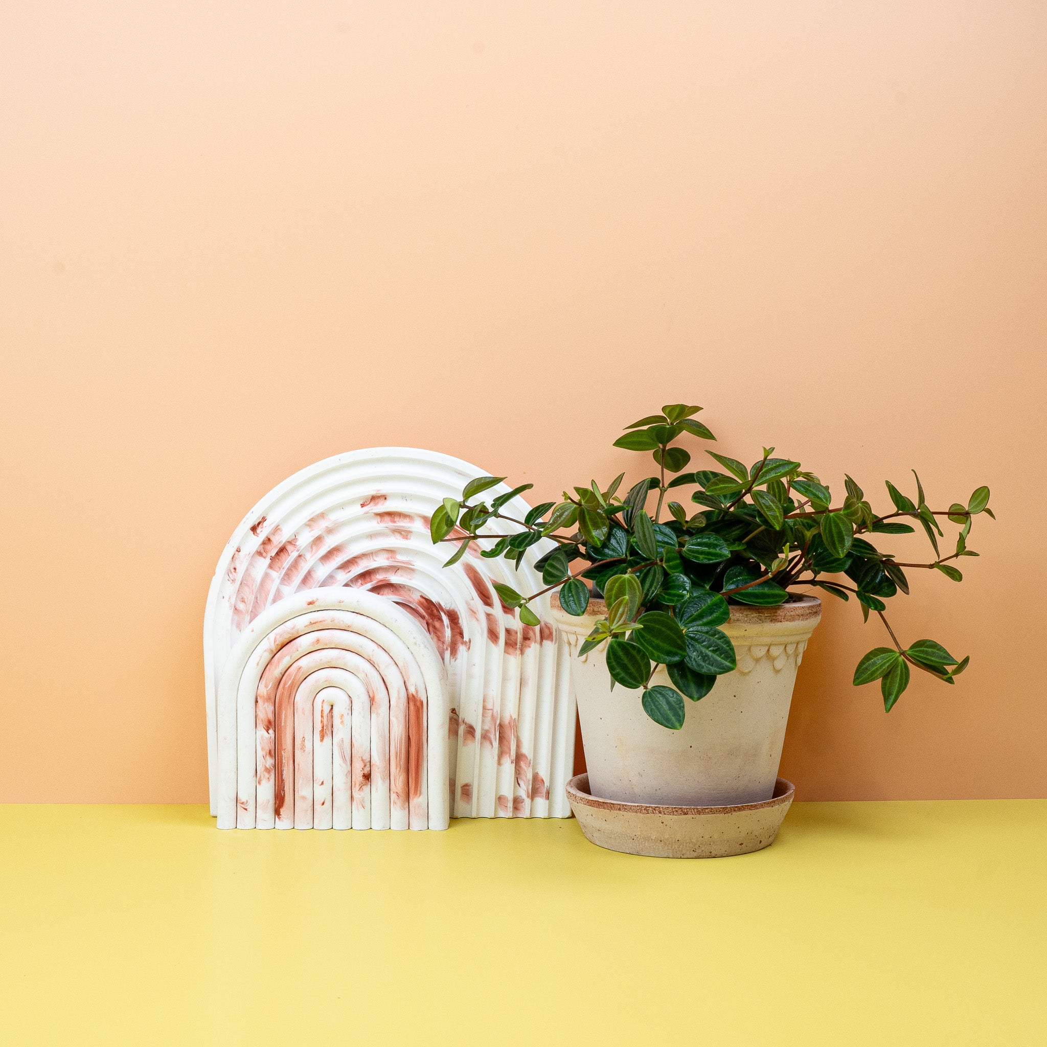 PEPEROMIA ROCCA SCURO online kaufen bei potflourri