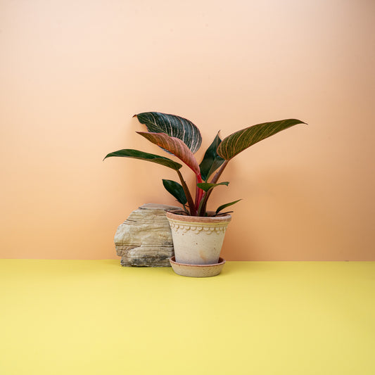 PHILODENDRON BIRKIN PINK online bestellen bei potflourri