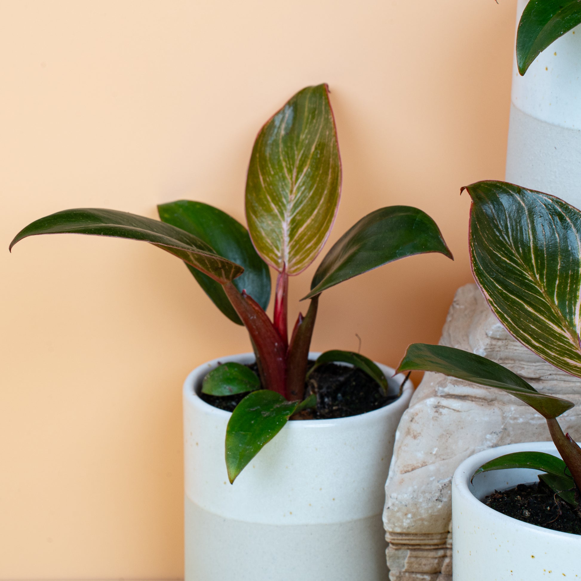 philodendron birkin pink PHILODENDRON BIRKIN PINK online kaufen bei potflourri