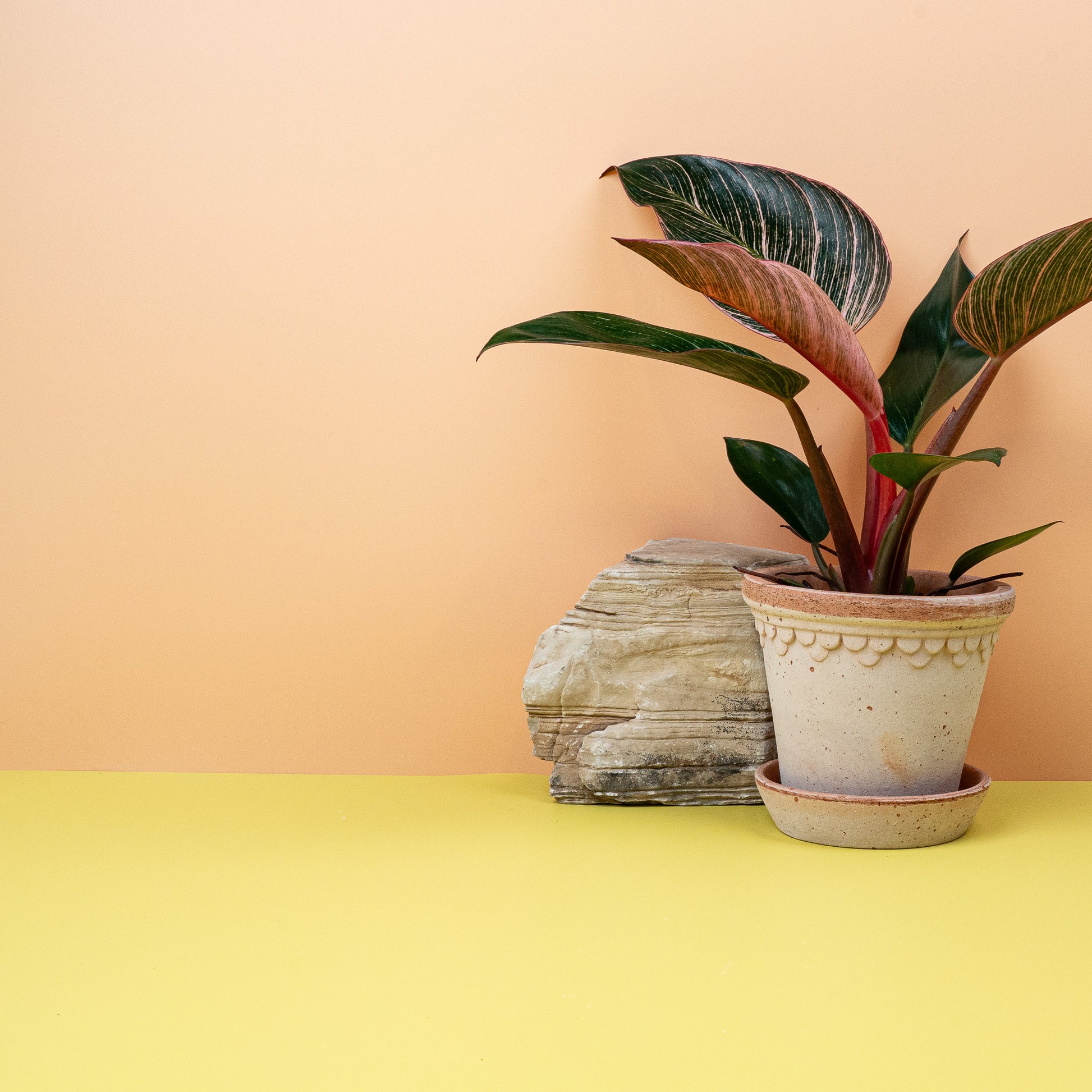 PHILODENDRON BIRKIN PINK online bestellen bei potflourri