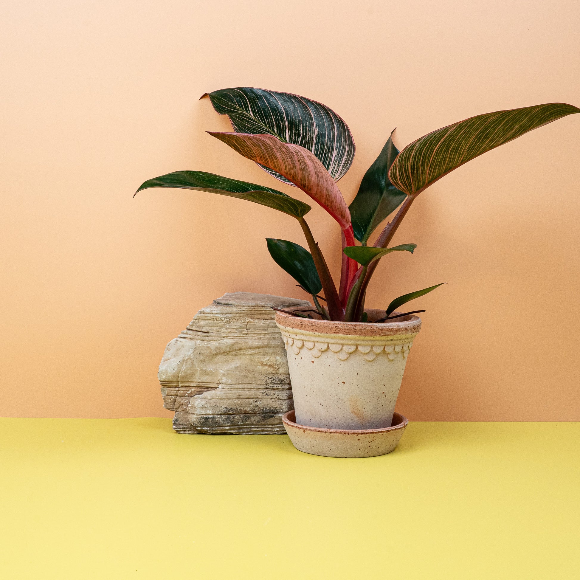 pink philodendron birkin PHILODENDRON BIRKIN PINK online kaufen bei potflourri