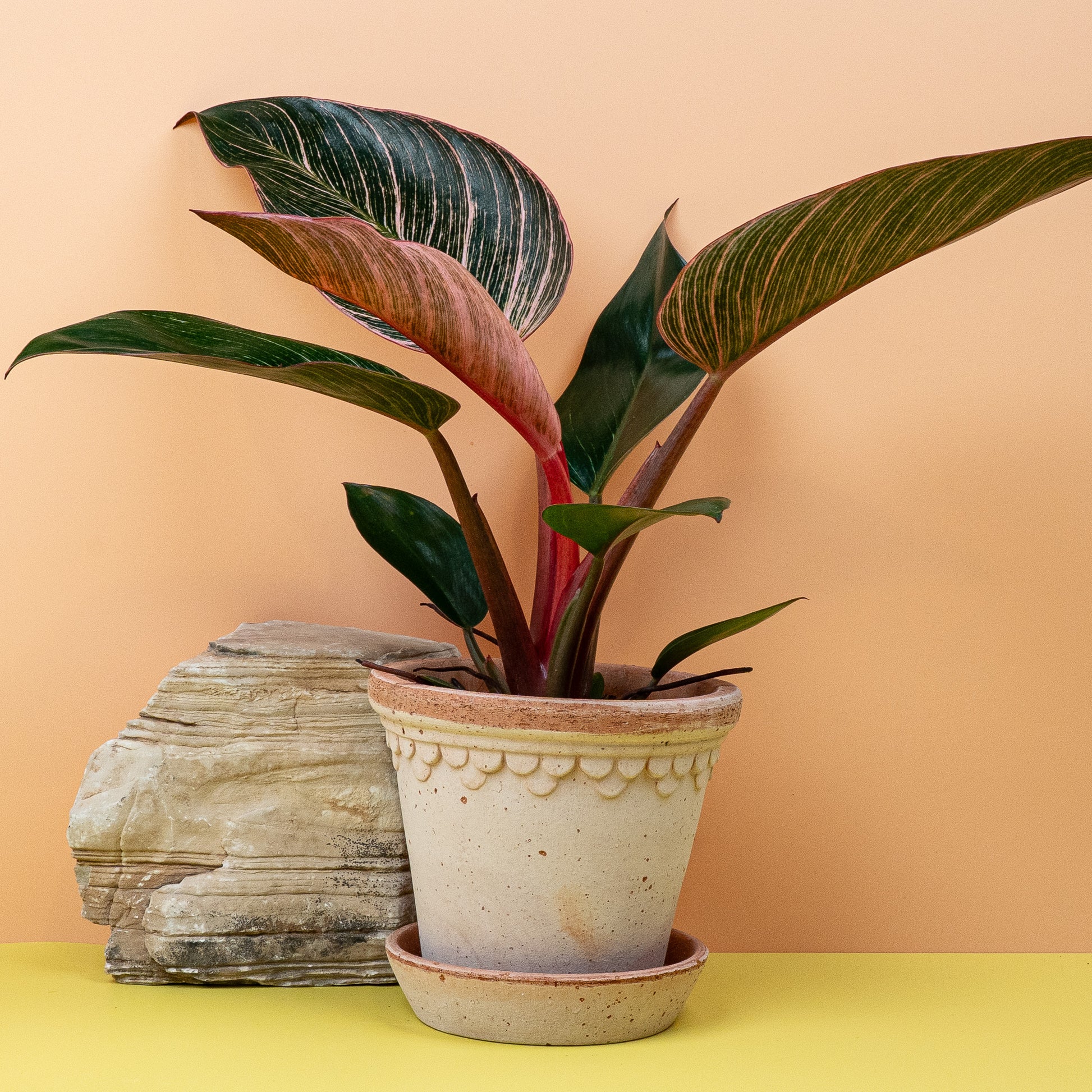 philodendron pink birkin PHILODENDRON BIRKIN PINK online kaufen bei potflourri