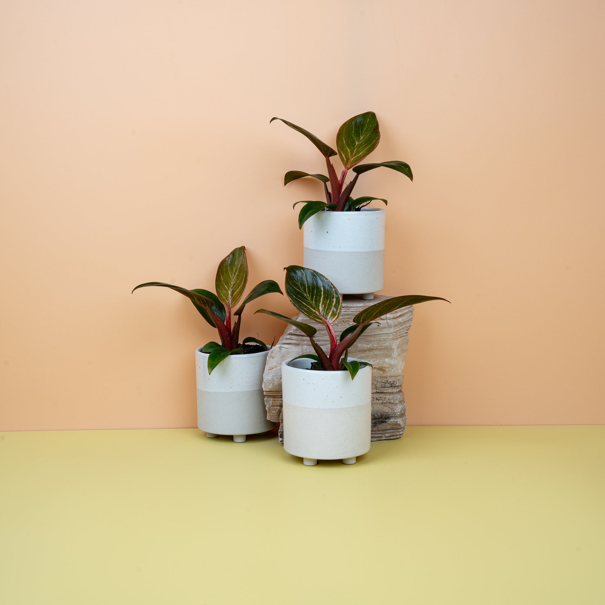 PHILODENDRON BIRKIN PINK online bestellen bei potflourri