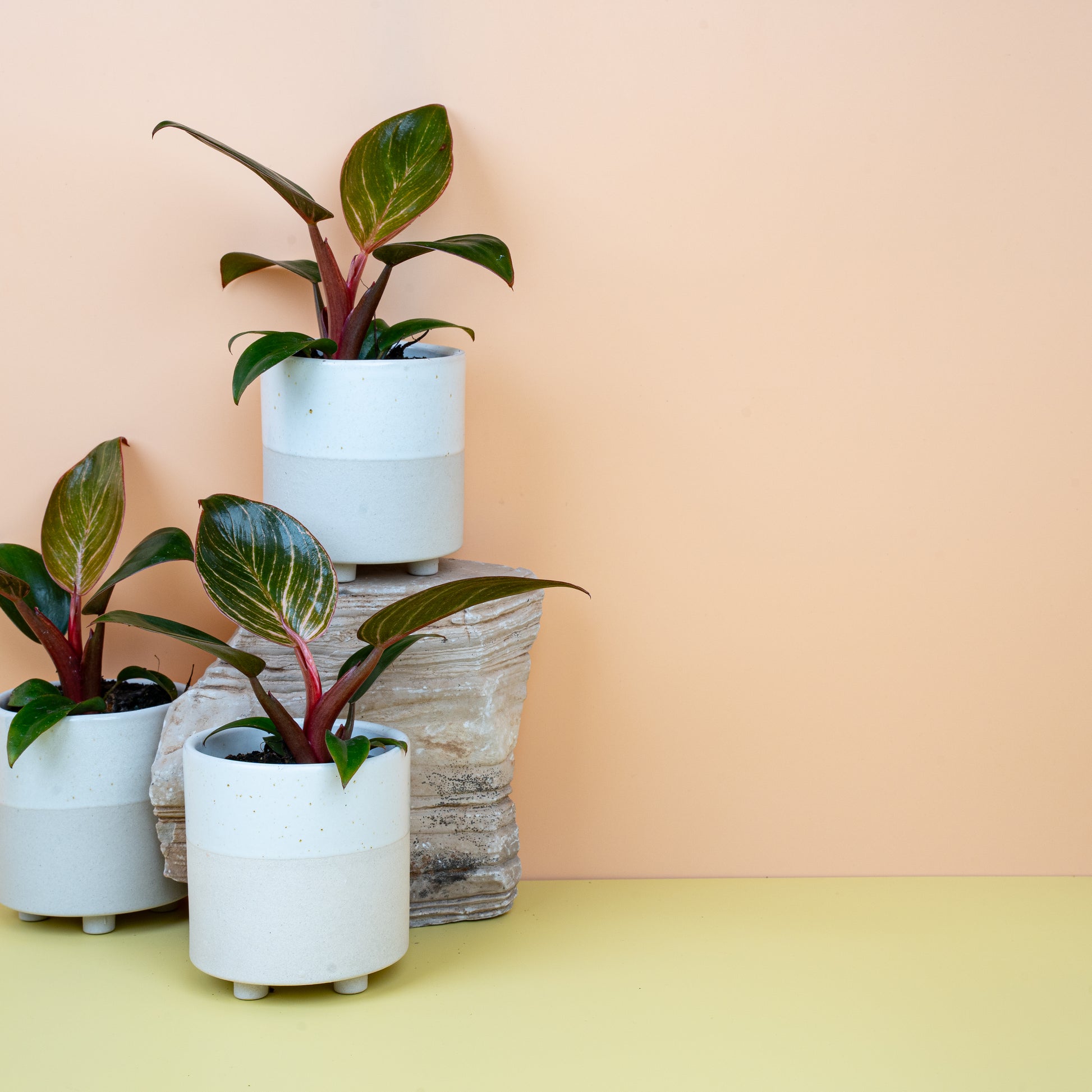 PHILODENDRON BIRKIN PINK online bestellen bei potflourri