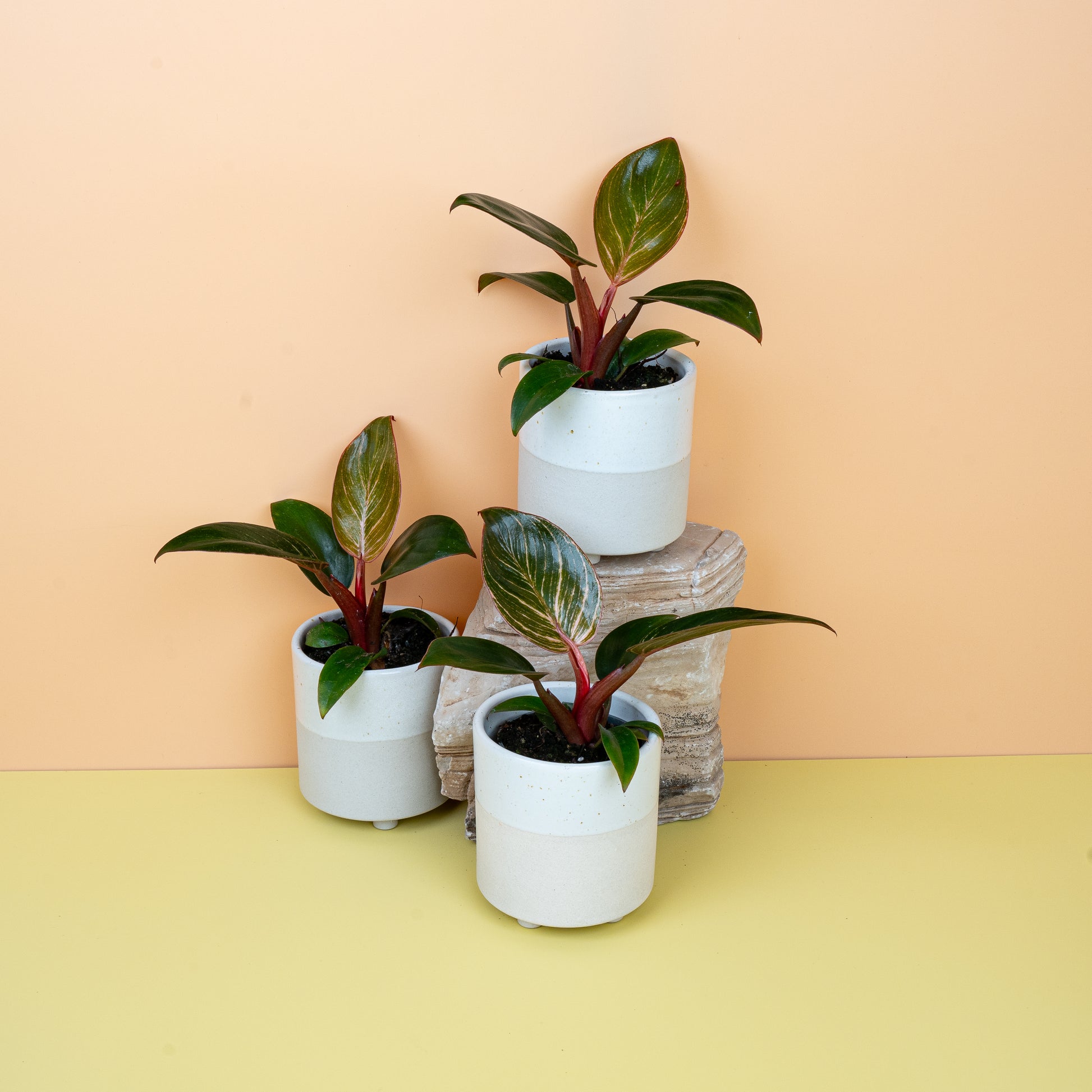 PHILODENDRON BIRKIN PINK online bestellen bei potflourri