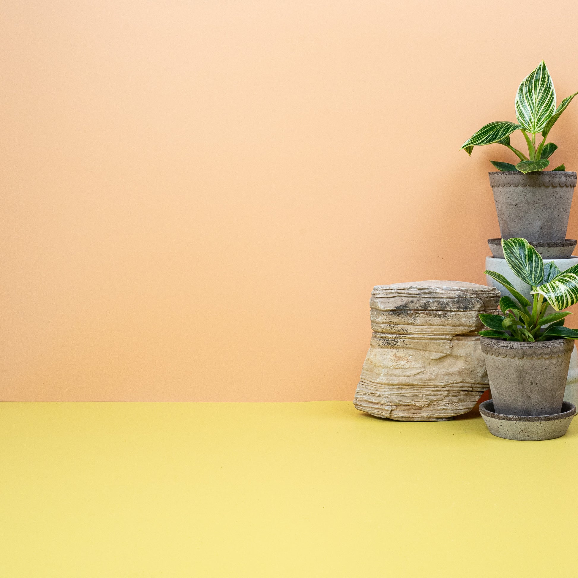 PHILODENDRON BIRKIN online kaufen bei potflourri