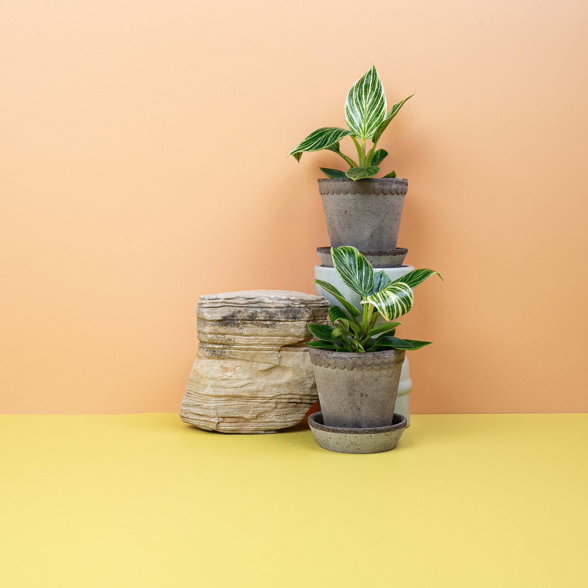 PHILODENDRON BIRKIN online kaufen bei potflourri