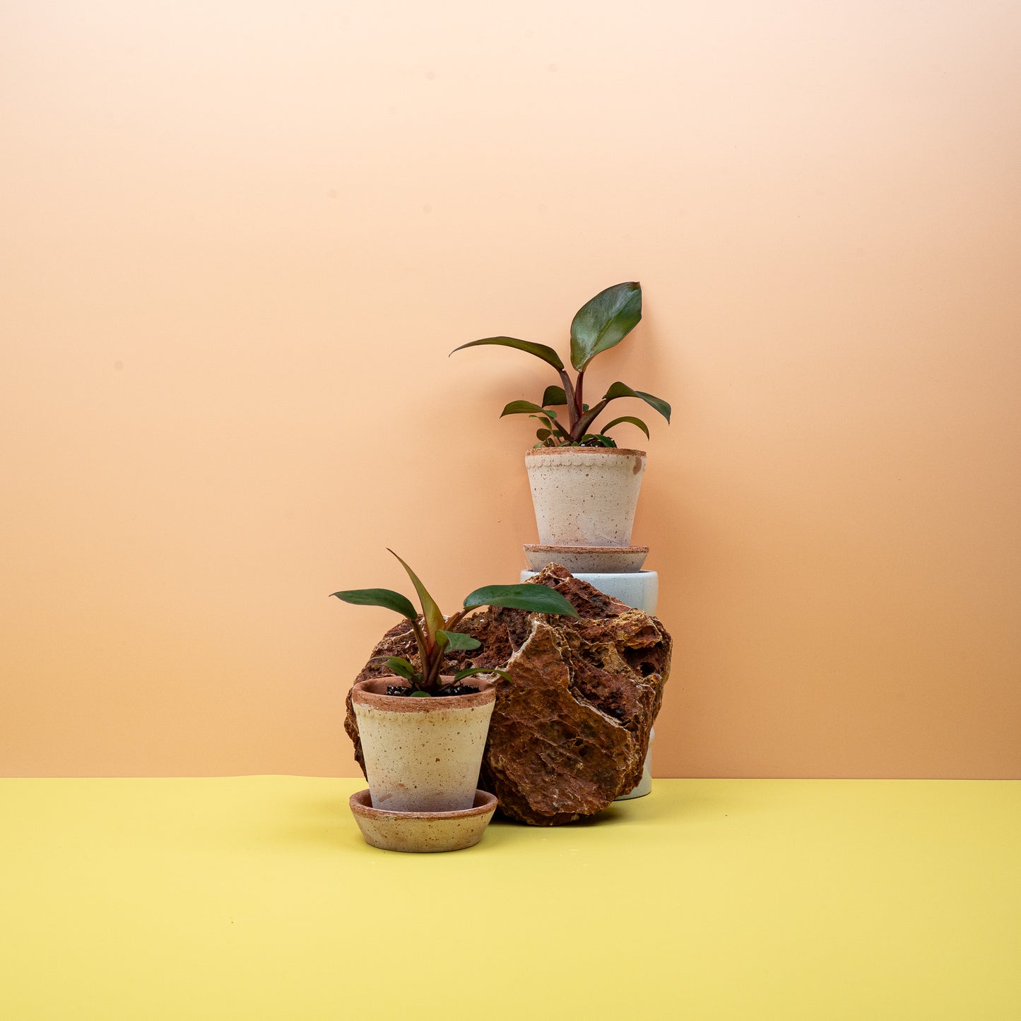 PHILODENDRON BLACK CARDINAL online bestellen bei potflourri