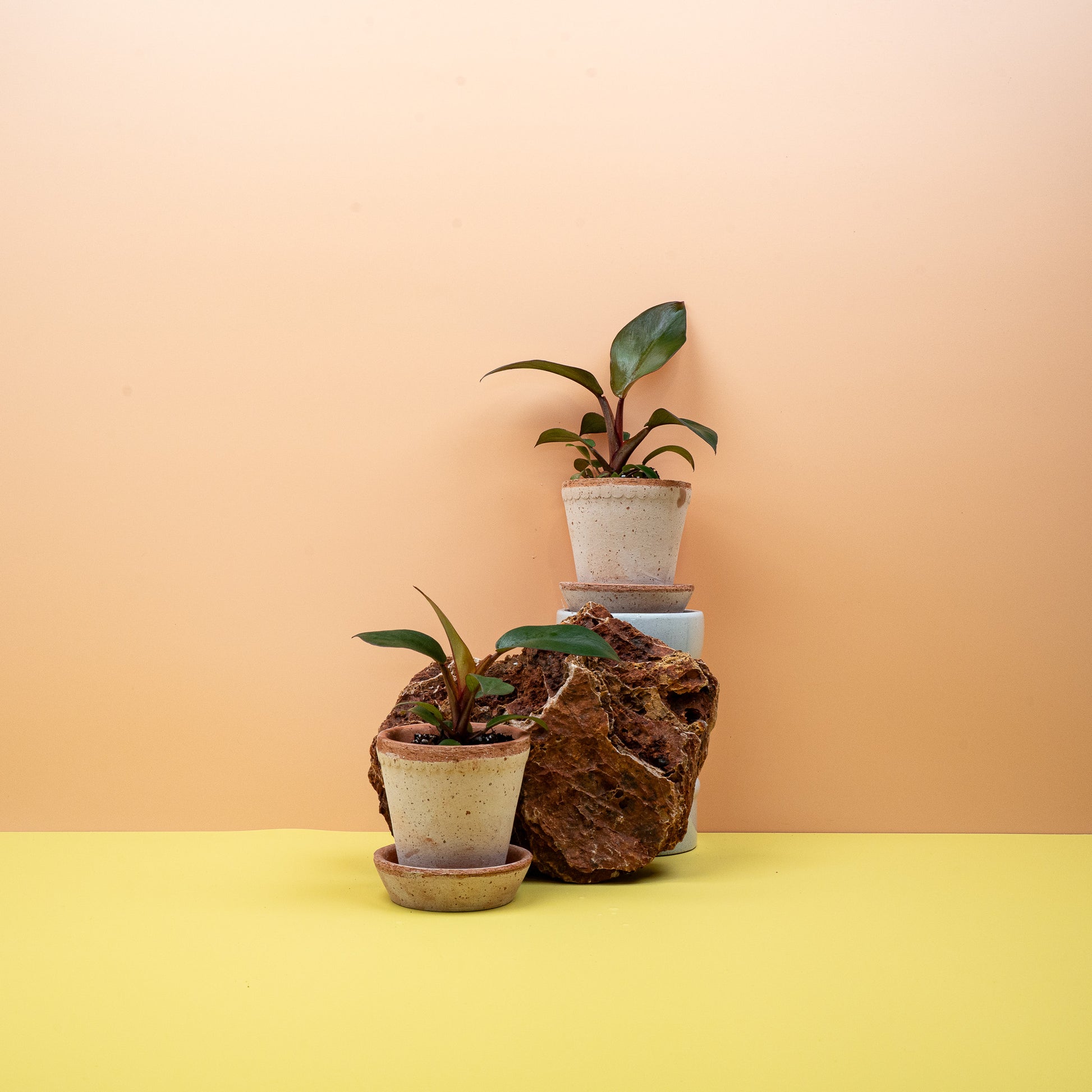 PHILODENDRON BLACK CARDINAL online bestellen bei potflourri