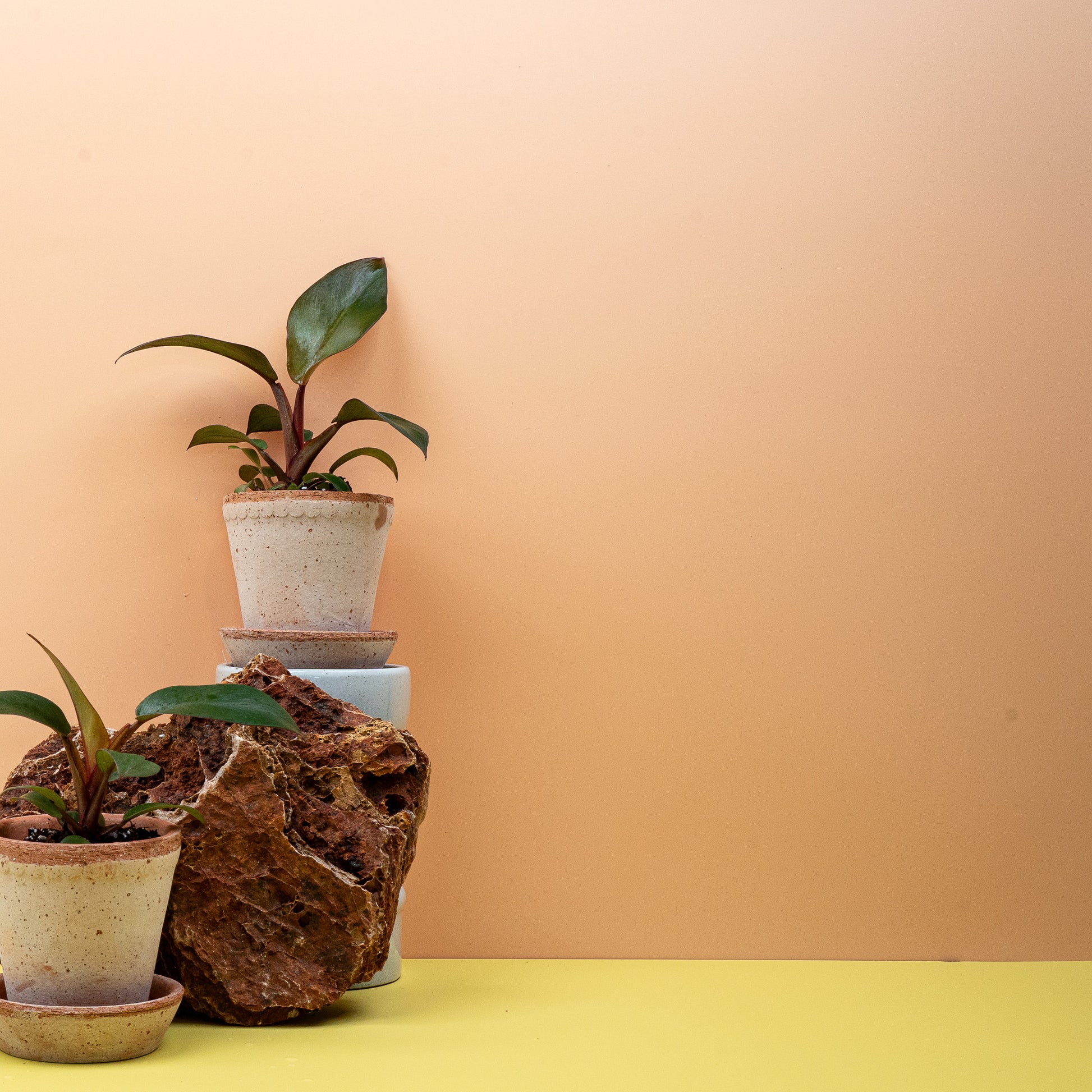 PHILODENDRON BLACK CARDINAL online bestellen bei potflourri