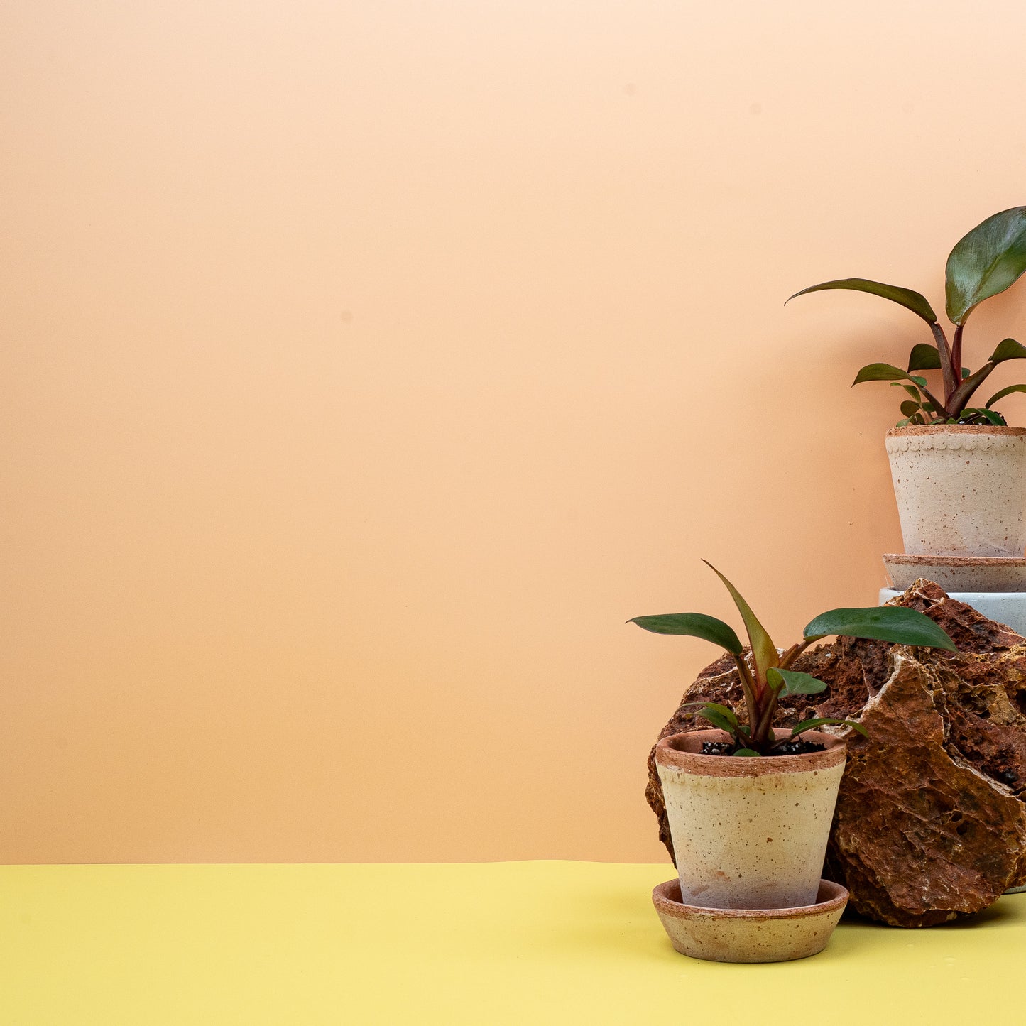 PHILODENDRON BLACK CARDINAL online bestellen bei potflourri