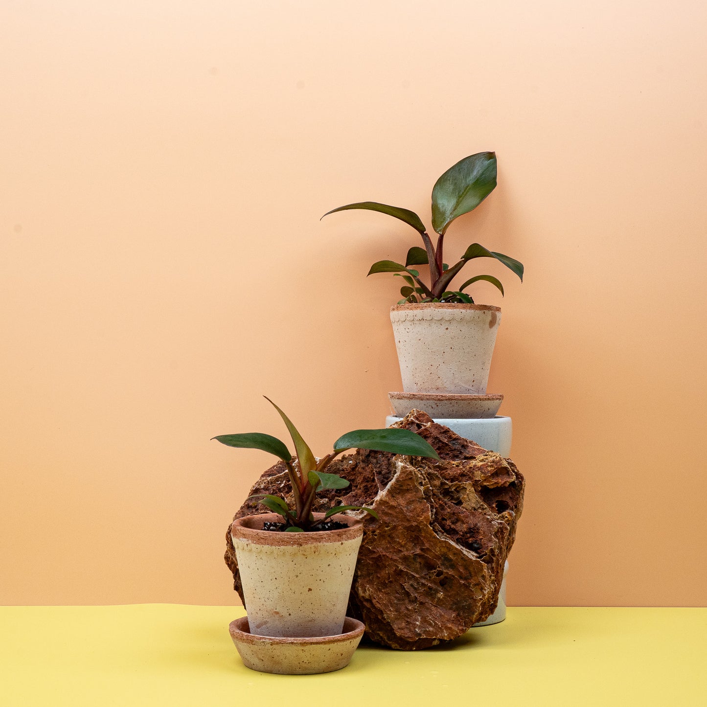 PHILODENDRON BLACK CARDINAL online bestellen bei potflourri